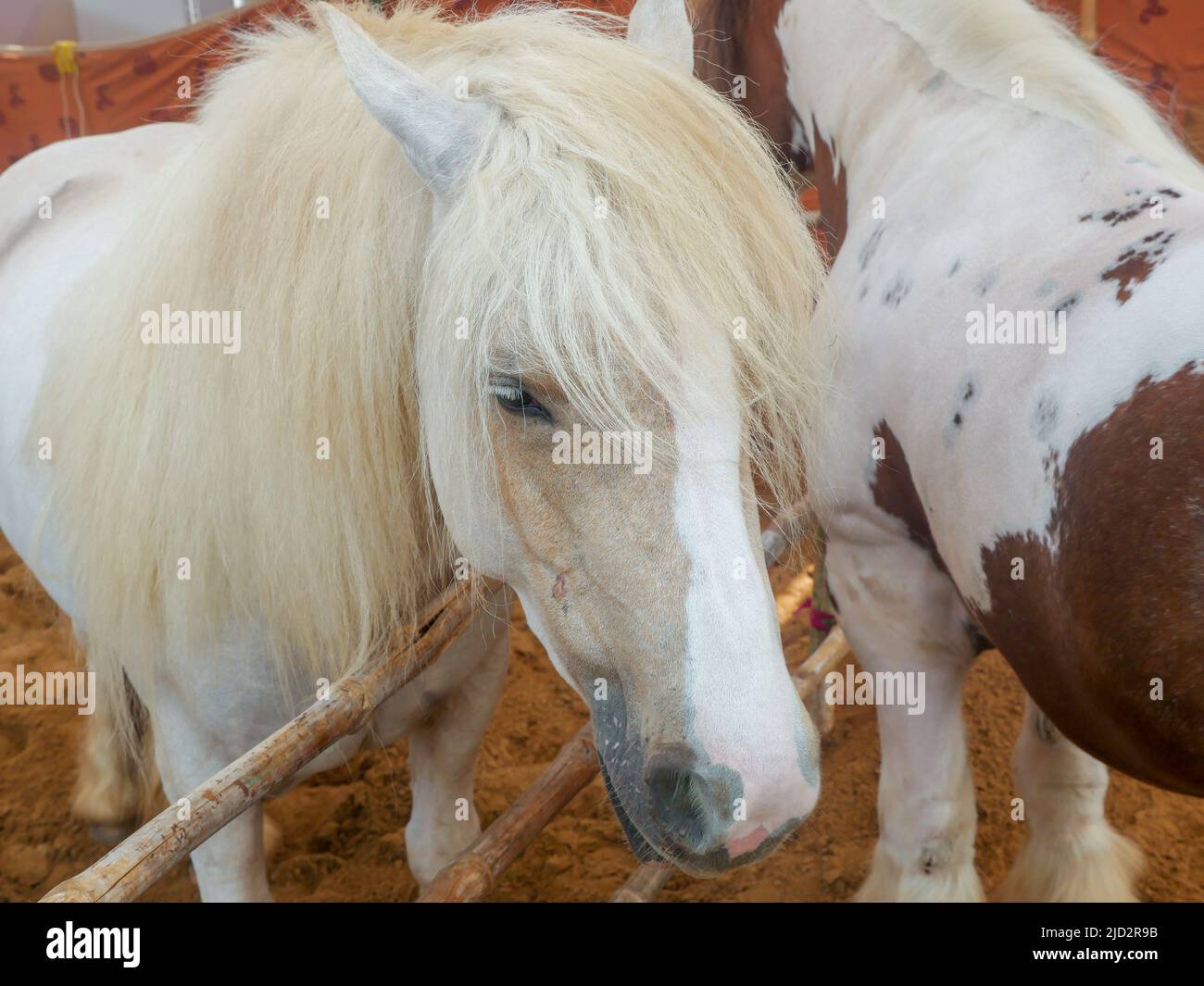 Cavallo zingaro conosciuto anche come tradizionale scuderia zingaro, cob irlandese, cavallo zingaro, cob galineeri o gingaro in piedi in scuderia di cavalli Foto Stock
