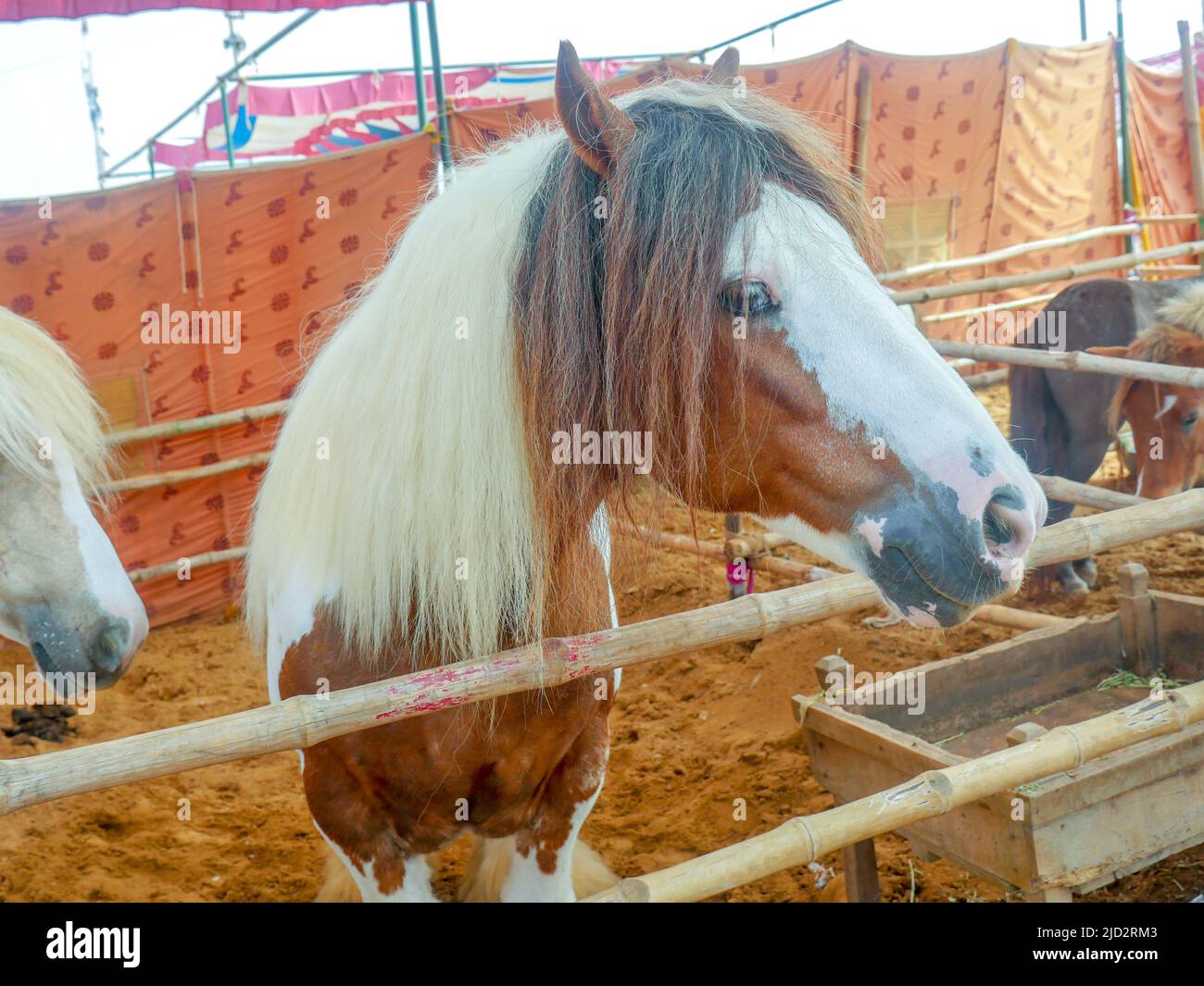 Cavallo zingaro conosciuto anche come tradizionale scuderia zingaro, cob irlandese, cavallo zingaro, cob galineeri o gingaro in piedi in scuderia di cavalli Foto Stock