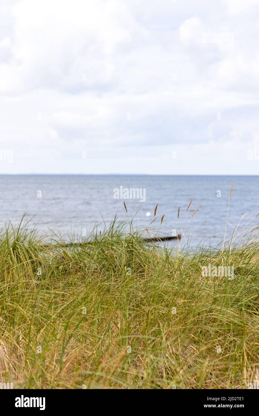 La vista sulle dune del Mar Baltico nella piccola località balneare di Zempin in estate Foto Stock