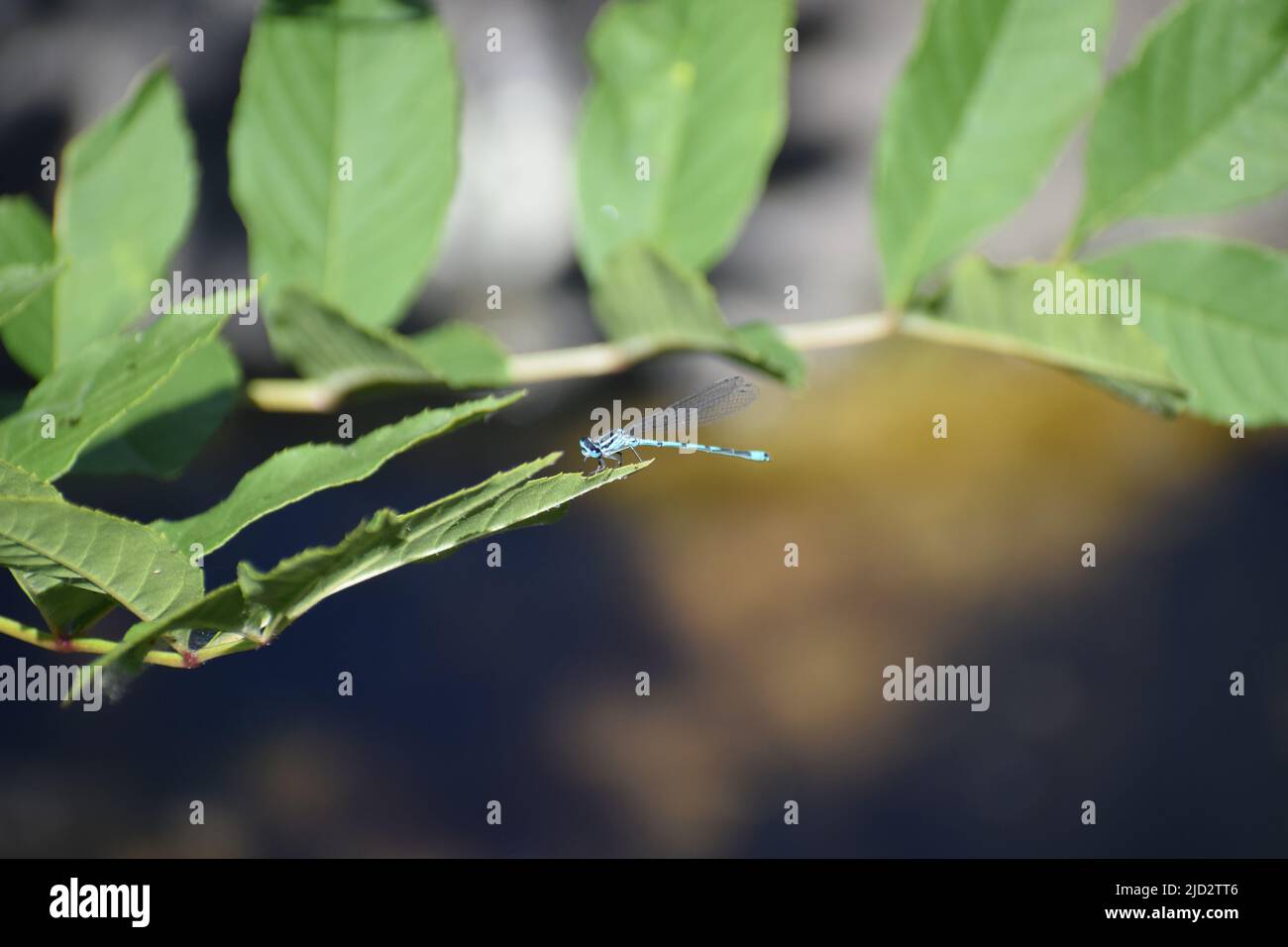 damselfly blu Foto Stock