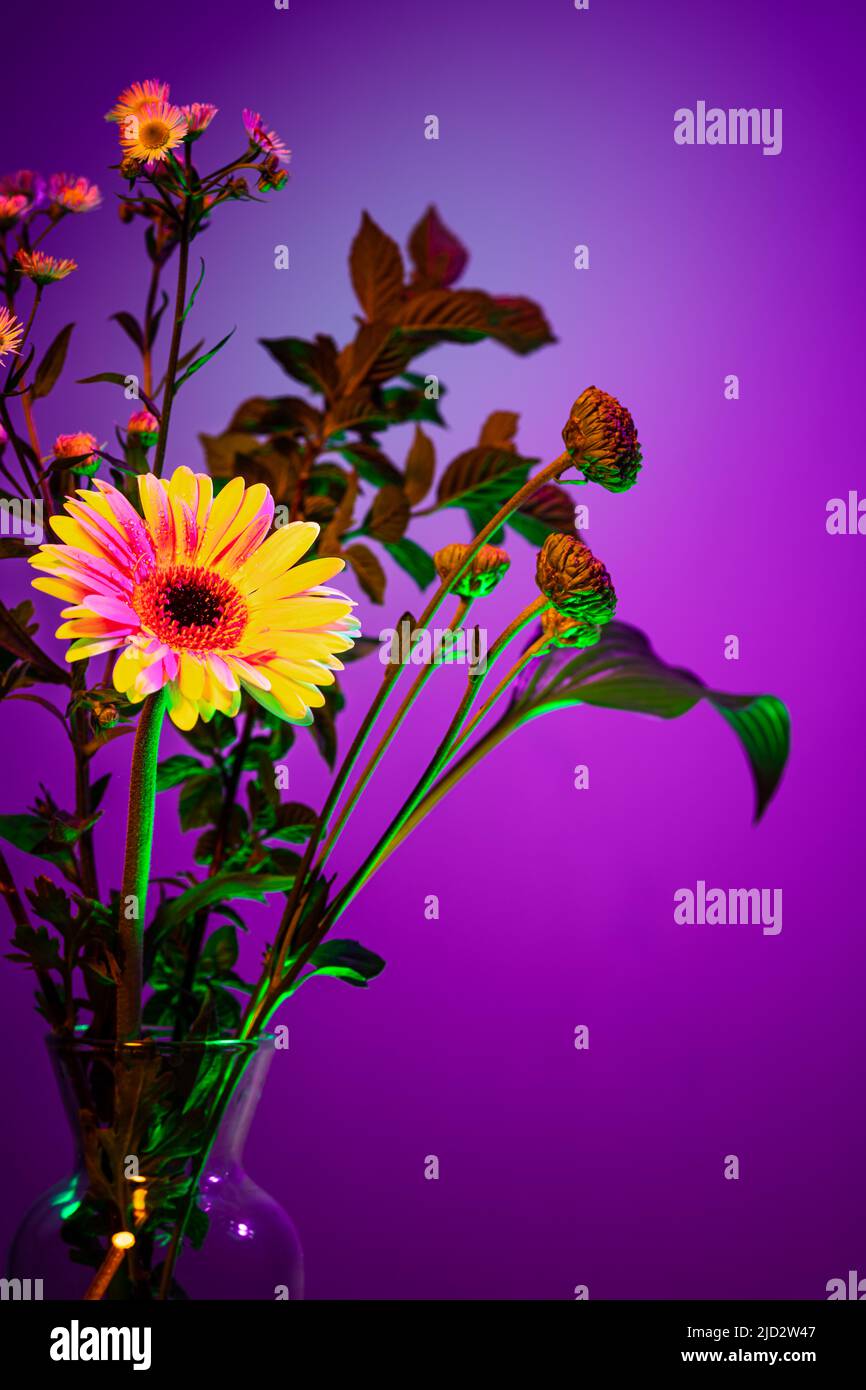 Bouquet estivo di fiori, composizione floreale astratta in vaso di vetro su sfondo viola in luce al neon. Concetto di floristry, decorazioni Foto Stock