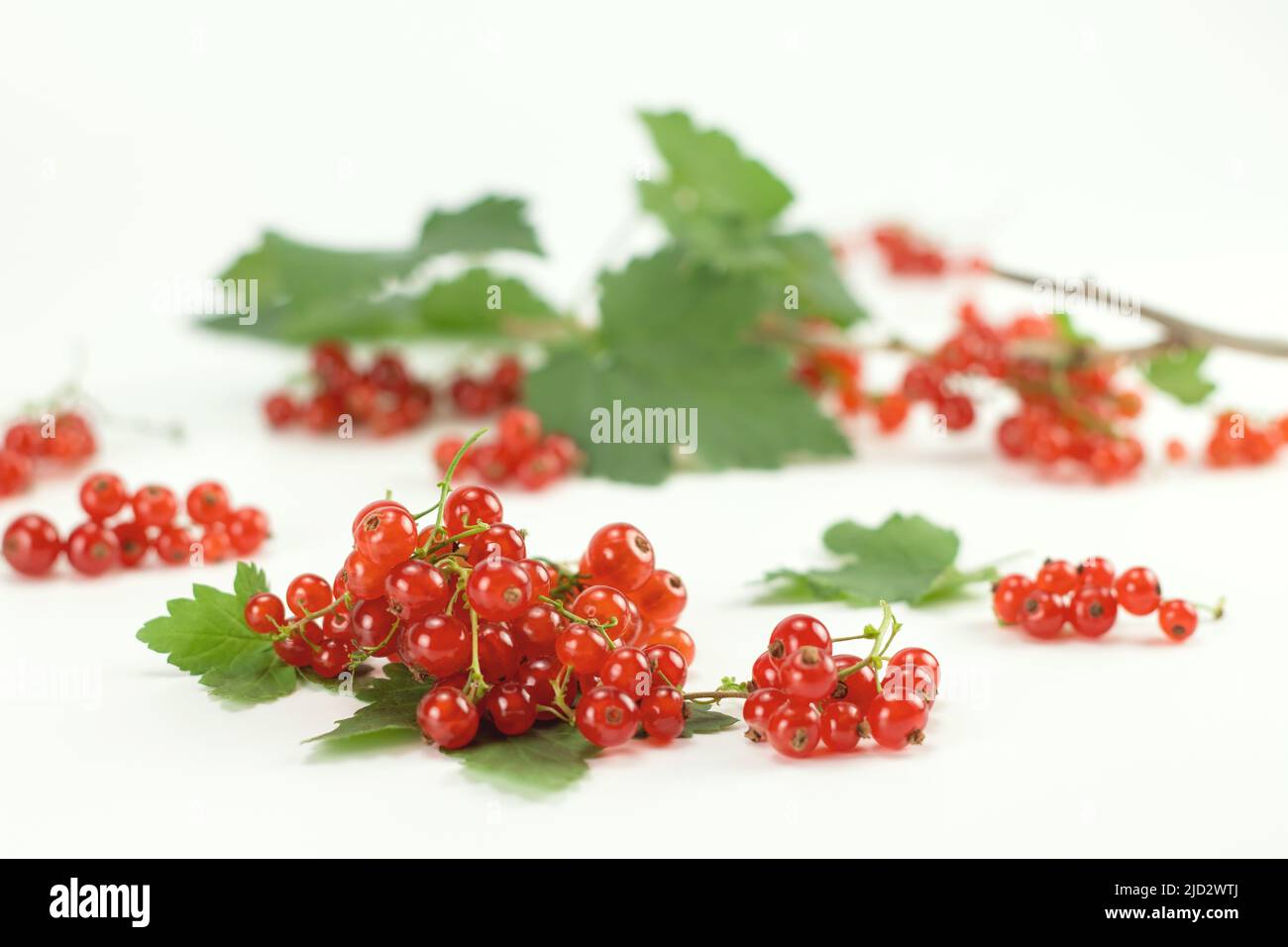 Ribes rosso isolato su sfondo luminoso. Messa a fuoco selettiva. Vista ravvicinata. Foto Stock