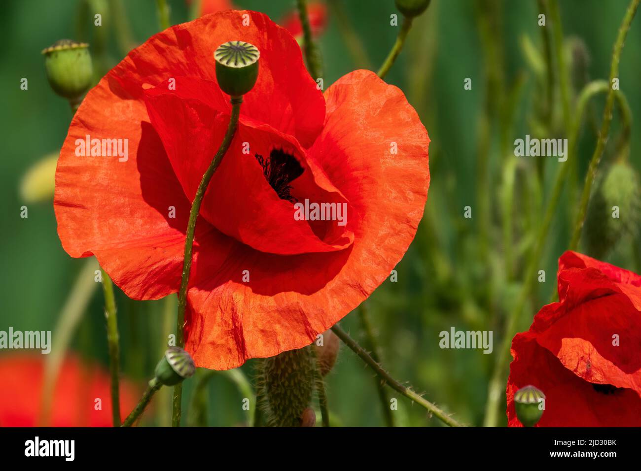 Bellissimi fiori di papavero rosso e papavero germogli sul campo. Vivace estate di fiori selvatici. Simbolo delle vittime di guerra. Foto Stock
