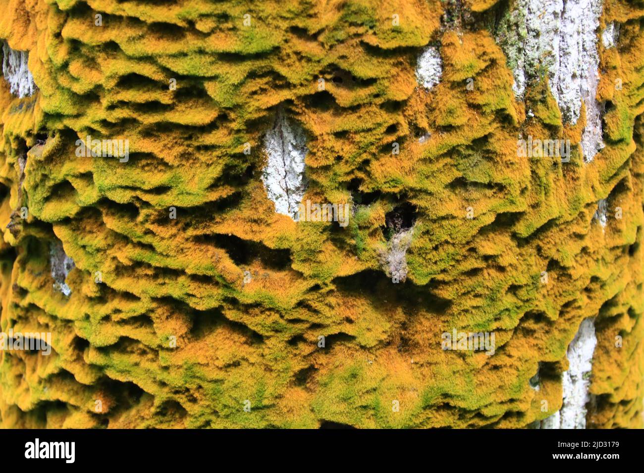 Muschio verde e aranciato Foto Stock