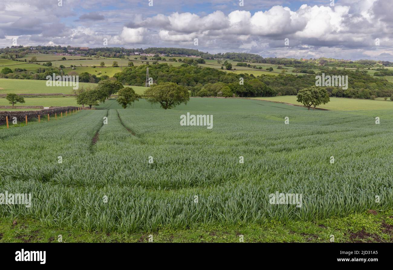 Grano che cresce in una fattoria a Baillon, Yorkshire. Foto Stock