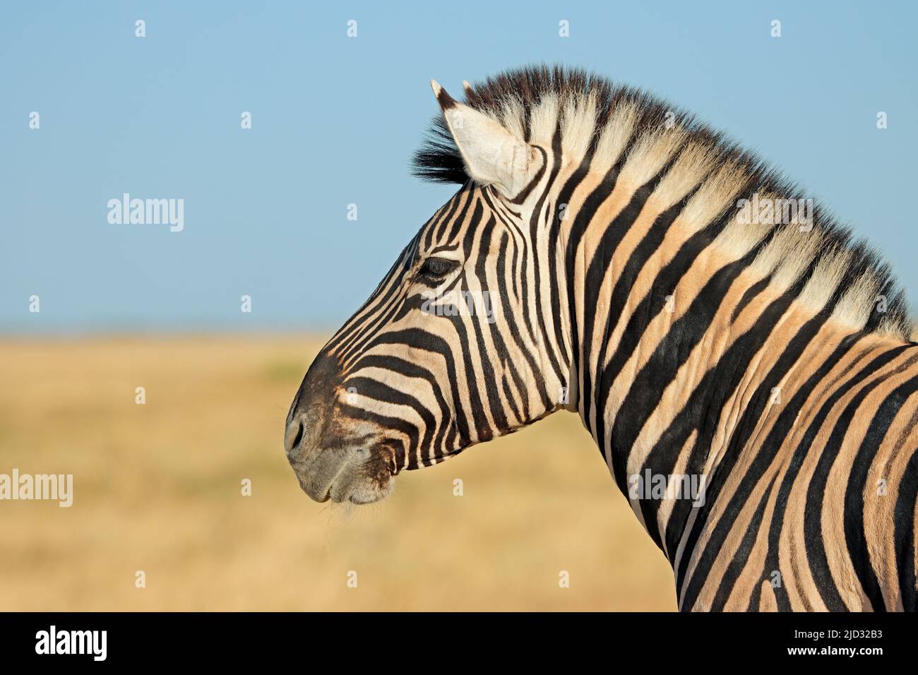 Ritratto di una zebra pianure (Equus burchelli), Parco Nazionale Etosha, Namibia Foto Stock