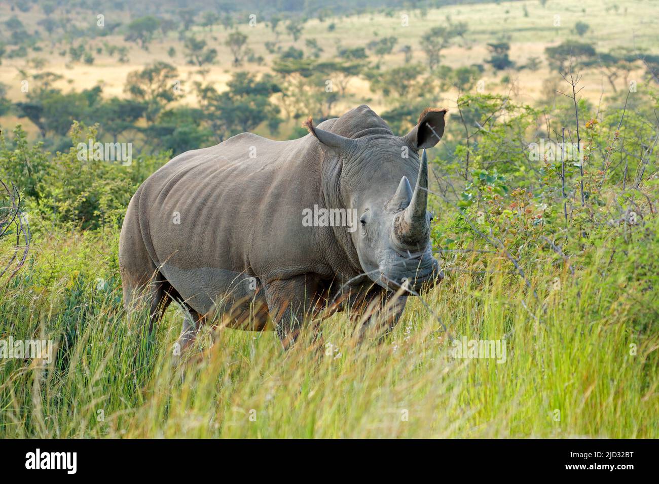 Pericolo di rinoceronte bianco (Ceratotherium simum) in habitat naturale, Sud Africa Foto Stock