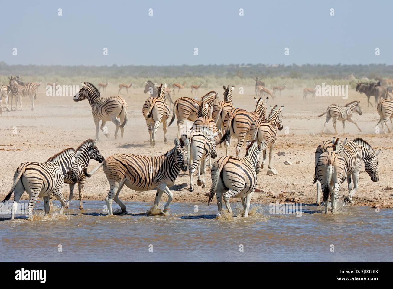 Le pianure zebre (Equus burchelli) a Waterhole, il Parco Nazionale di Etosha, Namibia Foto Stock