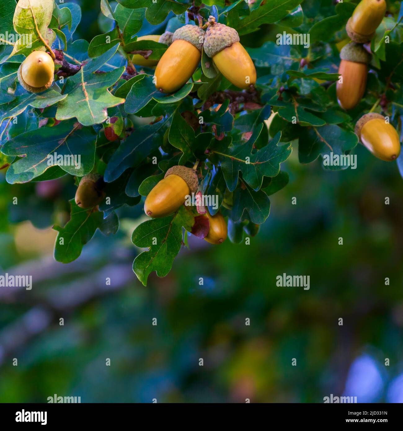 Ghianda arancione su un ramo di quercia in una foresta. Primo piano frutta di quercia e foglie su sfondo verde Foto Stock