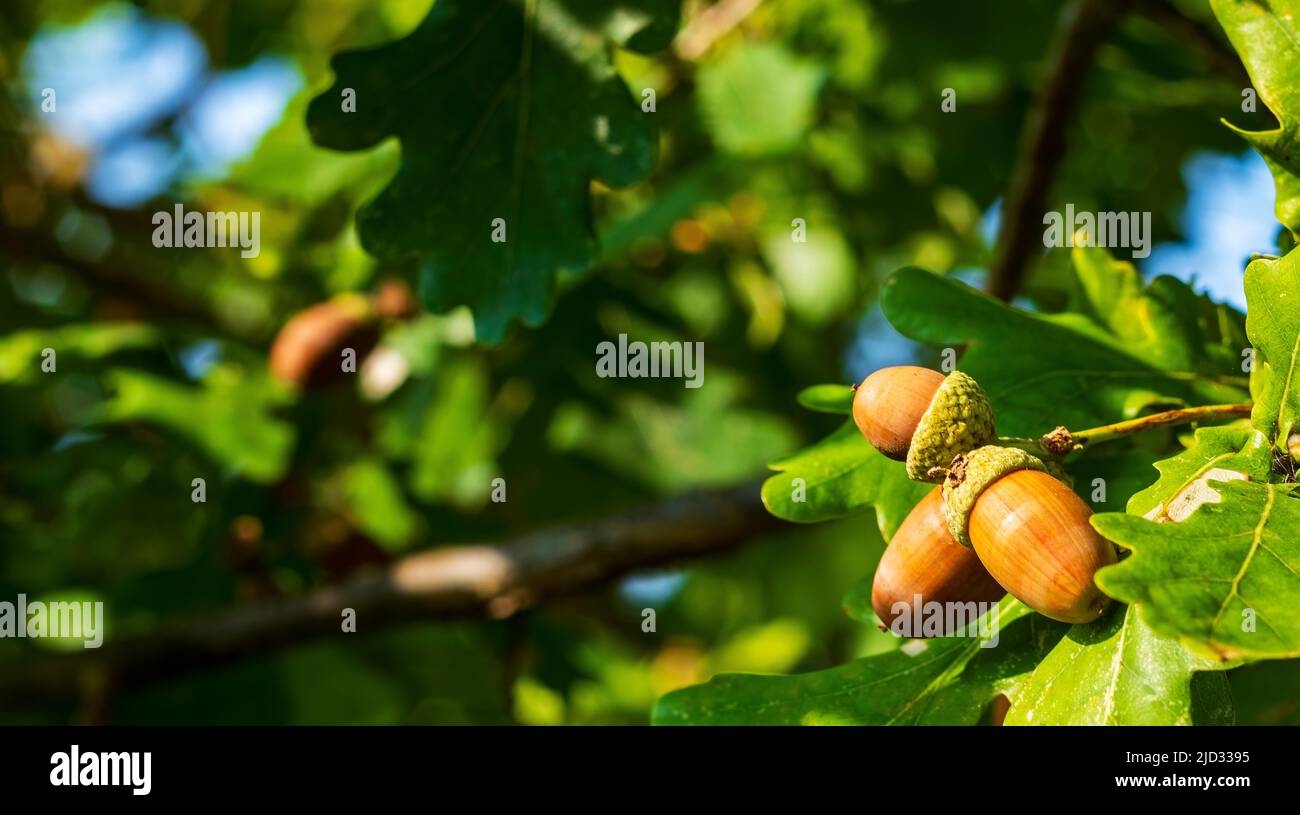 Ghianda arancione su un ramo di quercia in una foresta. Primo piano frutta di quercia e foglie su sfondo verde Foto Stock