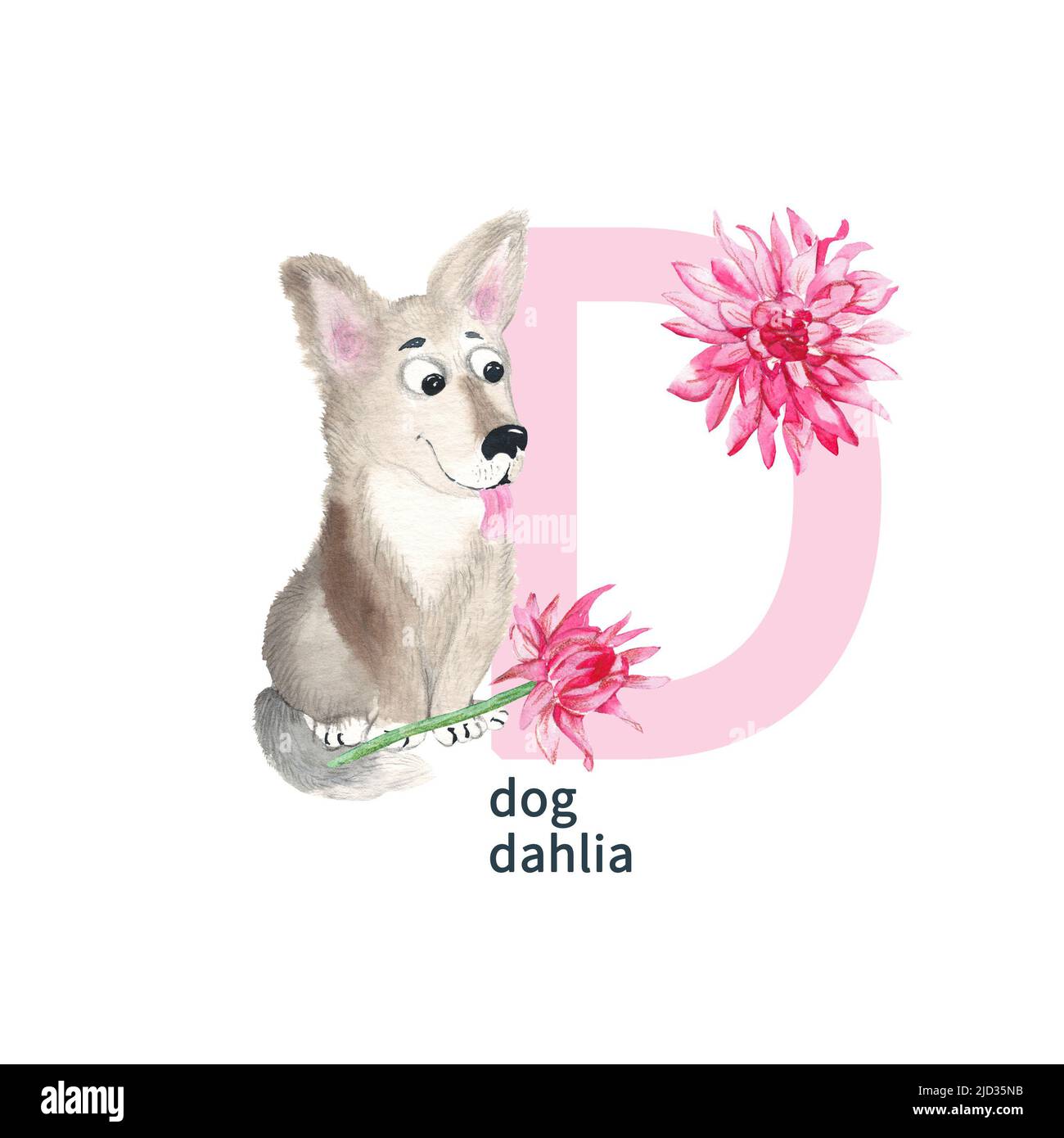 Lettera D, cane, dahlia, carino bambini colorati animali e fiori ABC alfabeto. Illustrazione dell'acquerello isolata su sfondo bianco. Foto Stock