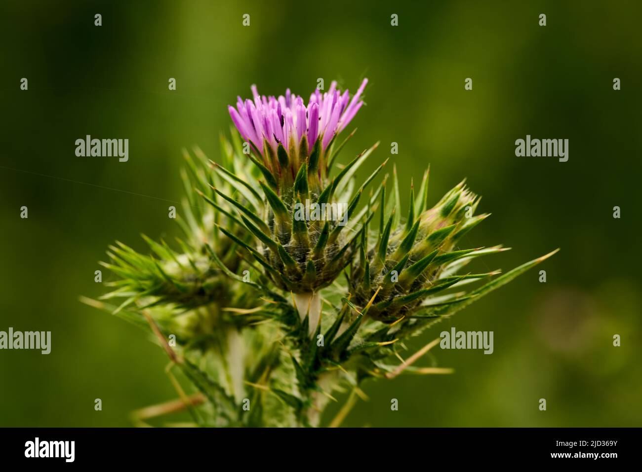 Vista ravvicinata di un fiore di cardo. Foto di alta qualità Foto Stock