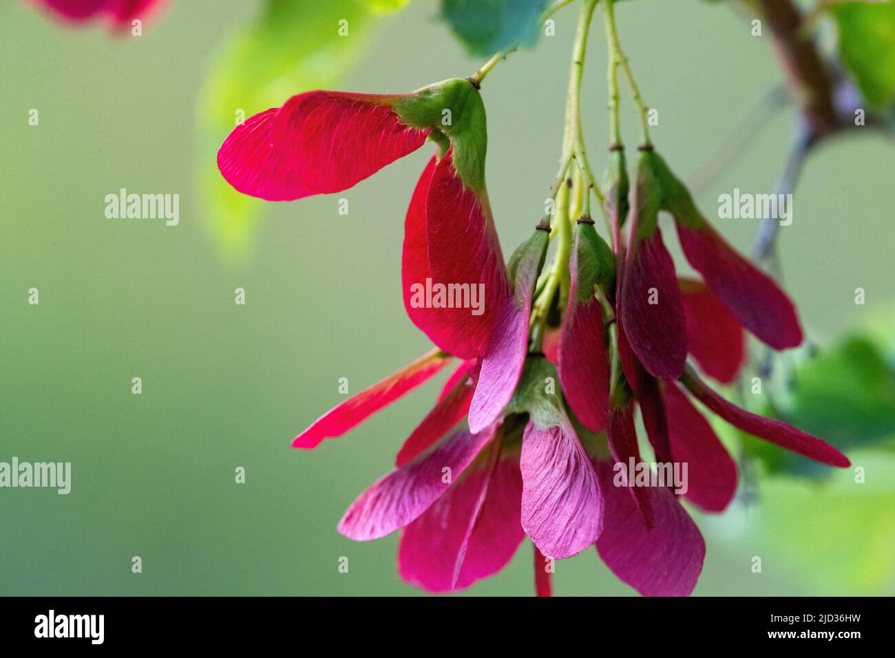 Primo piano di cluster di samara appesi a un Hot Wings Tatarian Maple Tree con uno sfondo verde naturale. Foto Stock