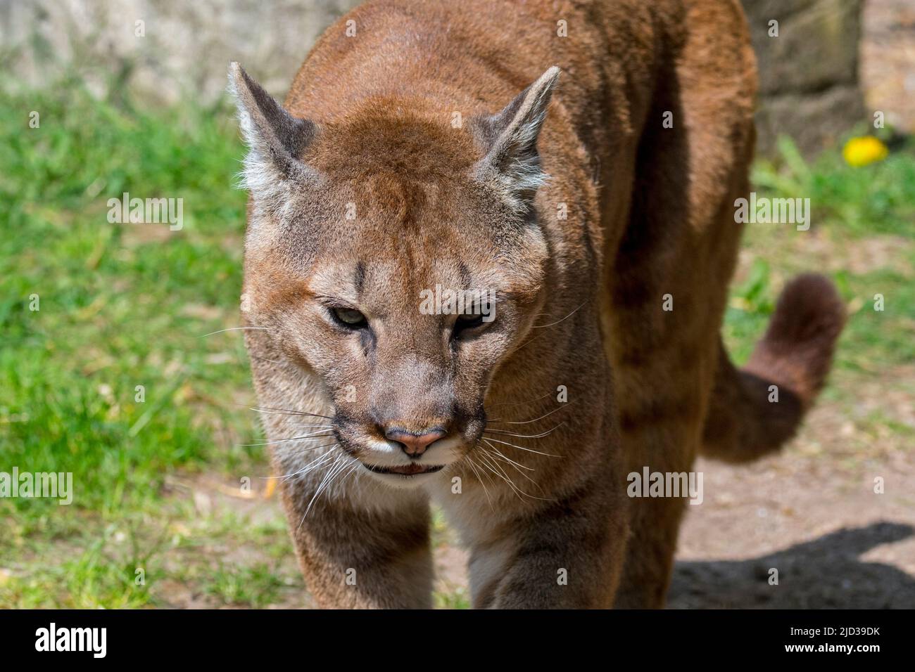 Primo piano ritratto di Cougar / puma / leone di montagna / pantera (Puma concolor) grande gatto nativo delle Americhe Foto Stock