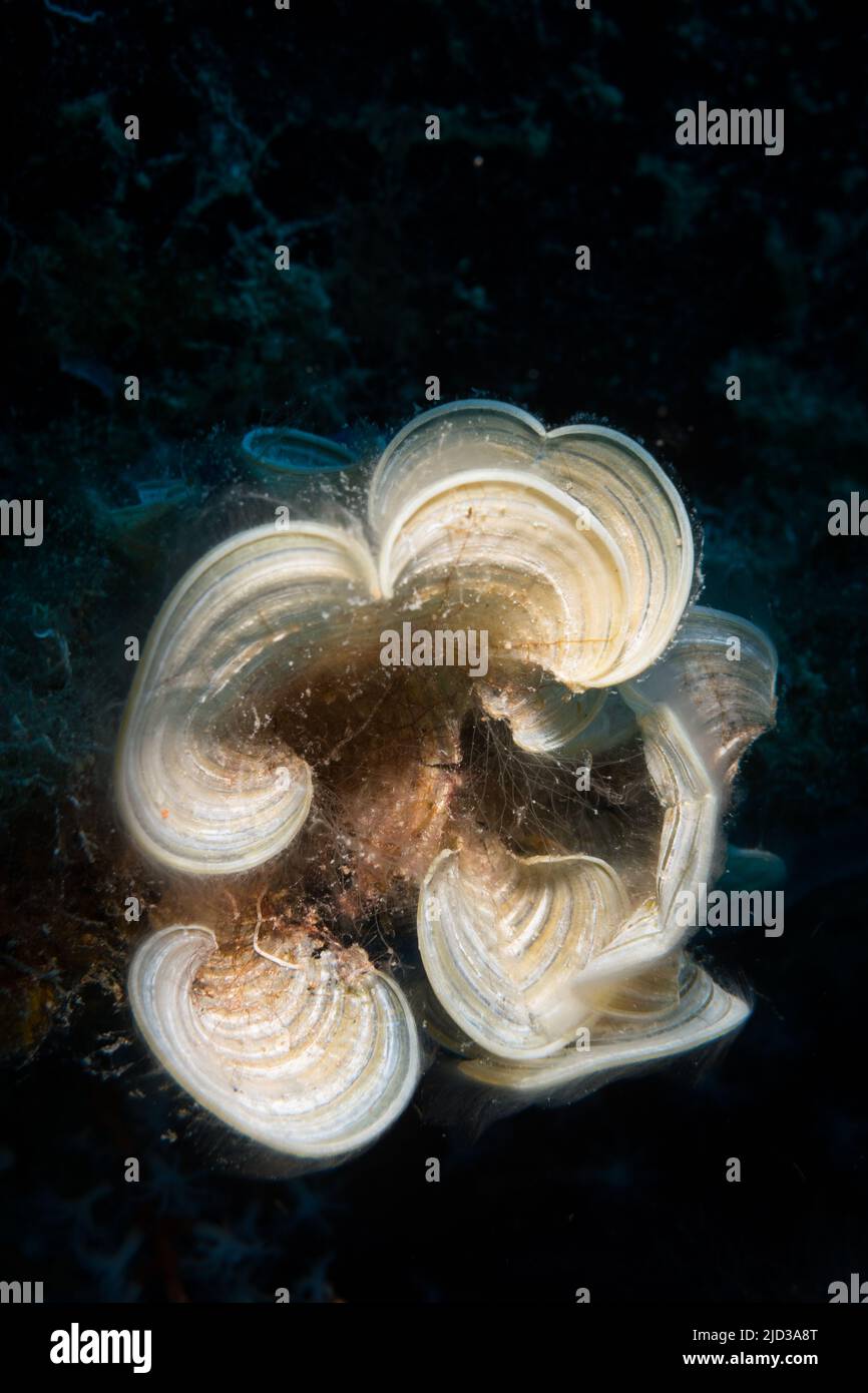 Alga bianca (Padina jamaicensis) sulla barriera corallina al largo dell'isola caraibica olandese di Sint Maarten Foto Stock