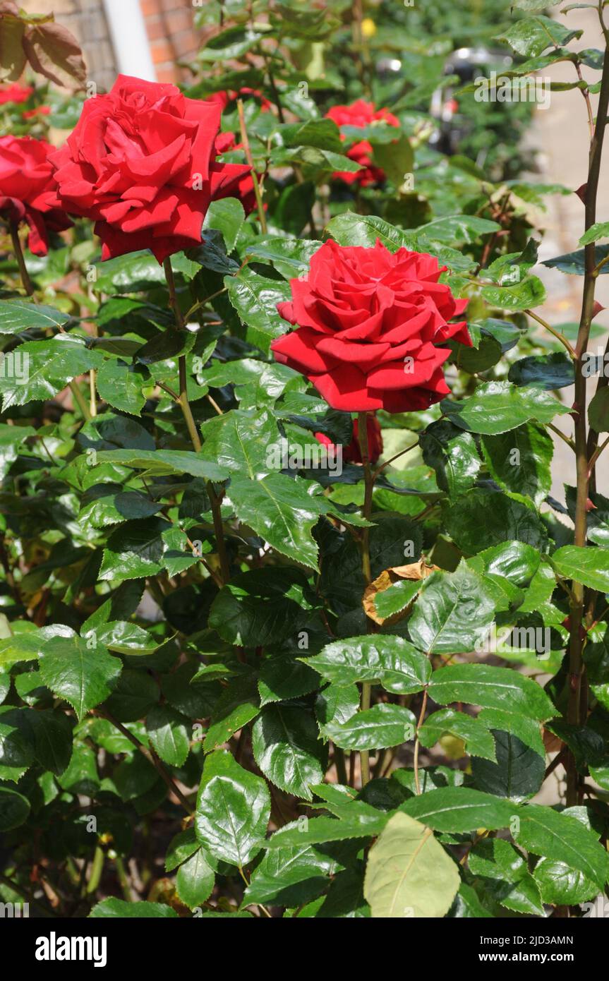 Kastrup/Copenhagen/Denmark/17 Giugno 2022/ Rose fioriscono piante di rose nel giardino locale di Copenhagen (Photo..Francis Joseph Dean/Deanpictures, Foto Stock