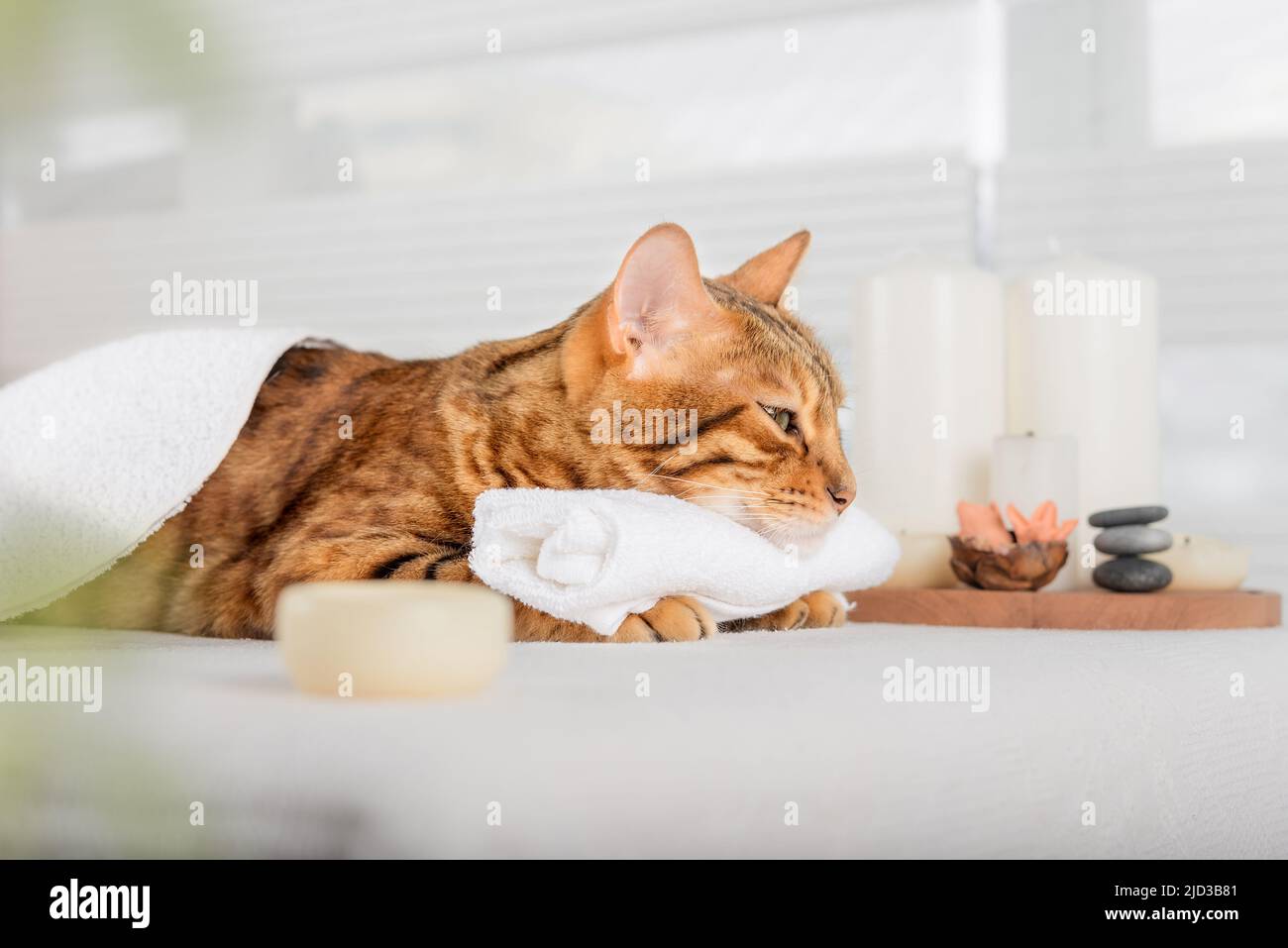 Gatto bengala con massaggio corpo nella spa. Kitty domestico riposante sui letti di massaggio nella spa di lusso e nel centro benessere. Foto Stock