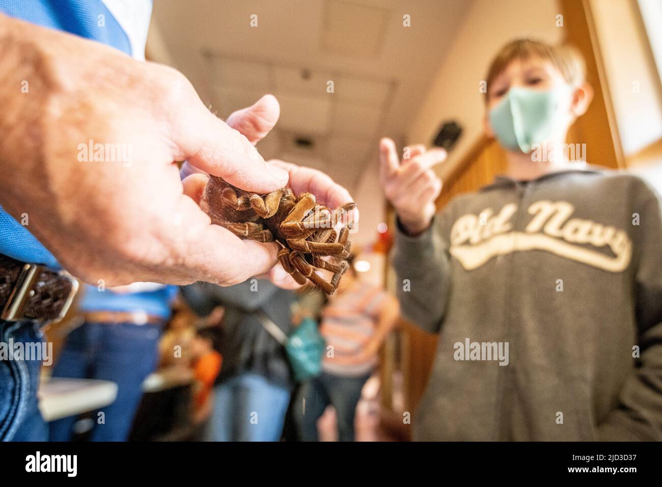 Uomo che tiene Tarantula Foto Stock