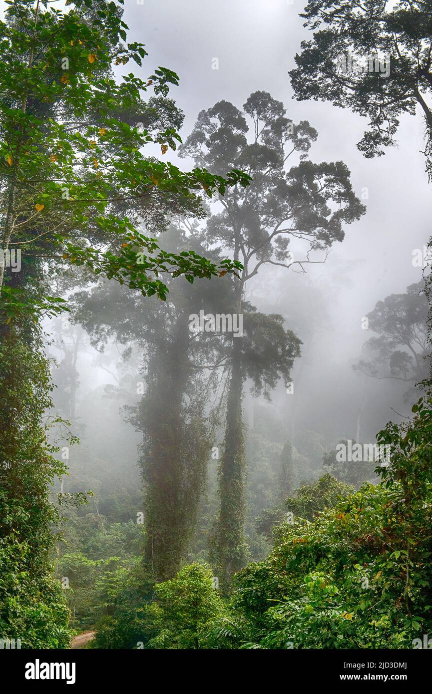 Foresta pluviale con grandi alberi di dipterocarpo in Valle Danum, Sabah, Borneo. Foto Stock