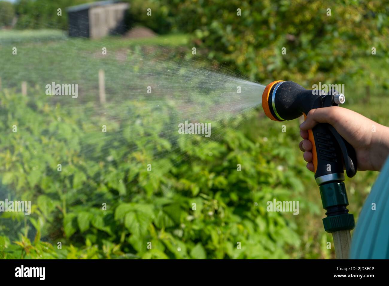 Mano che tiene un tubo di irrigazione. Innaffiare una cura di giardinaggio di piante concep. Foto Stock