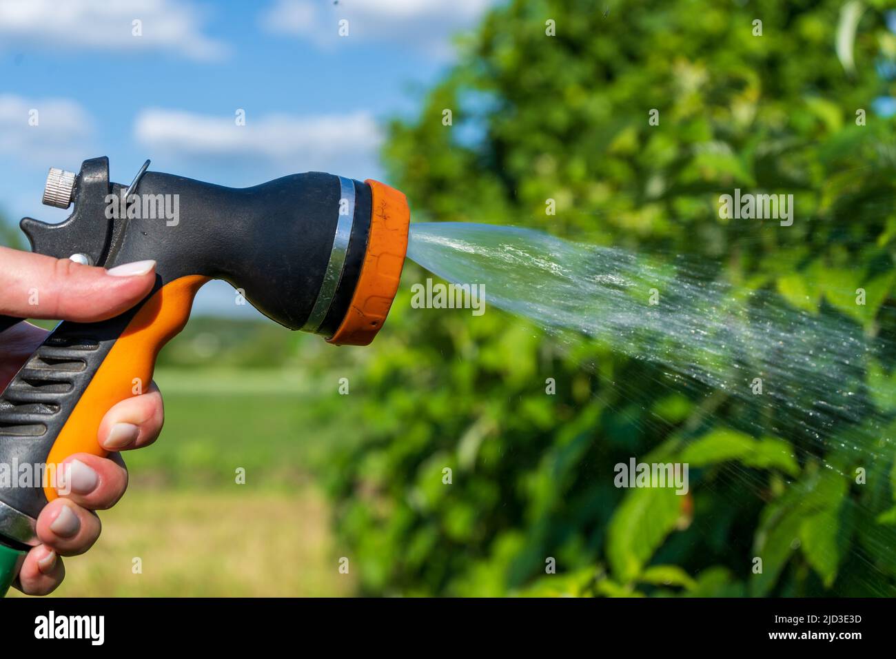 Mano che tiene un tubo di irrigazione. Innaffiare una cura di giardinaggio di piante concep. Foto Stock
