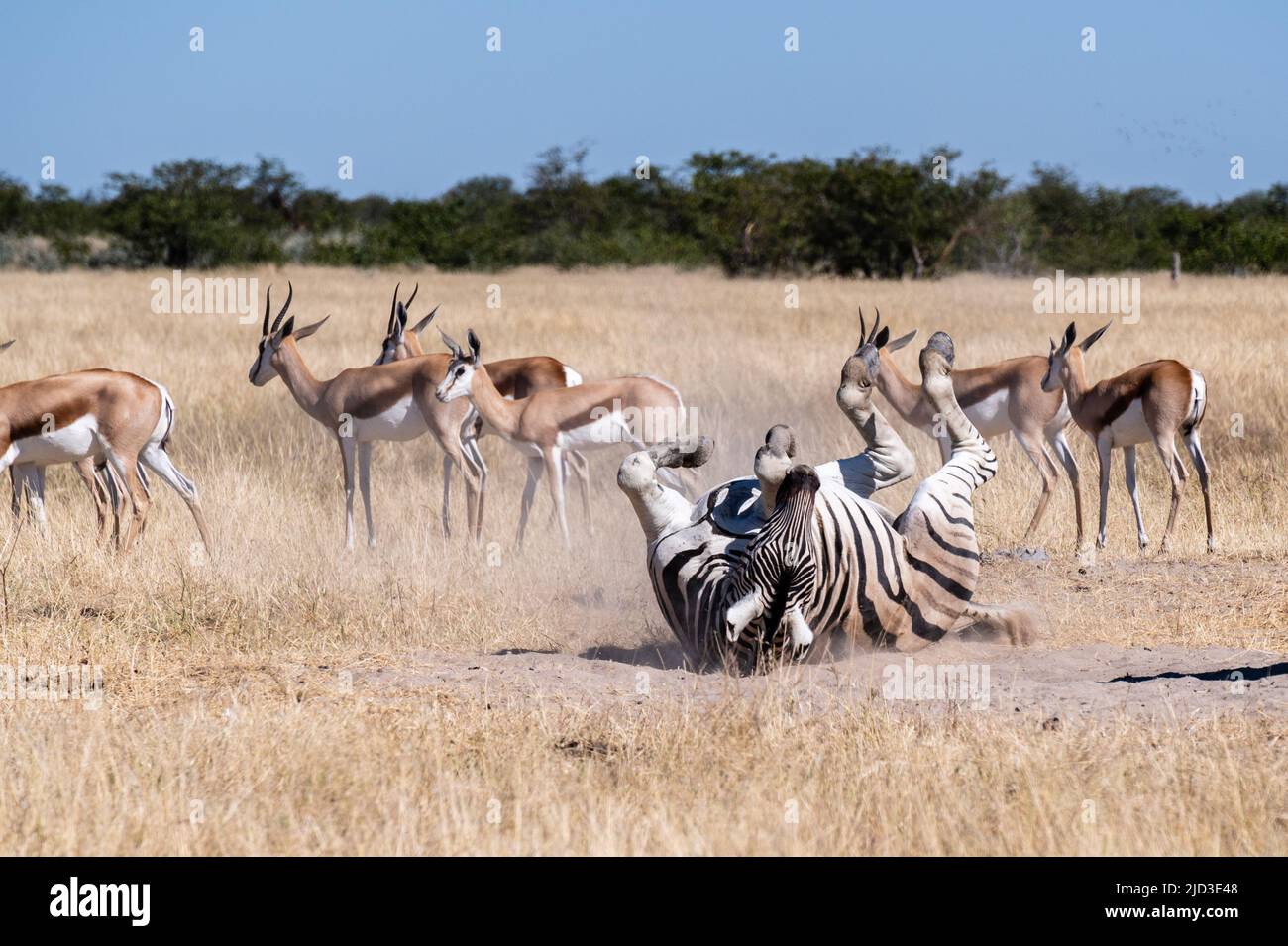 Zebra che sta rotolando a terra. Etosha Nationalpark, Namibia. Fauna selvatica africana Foto Stock