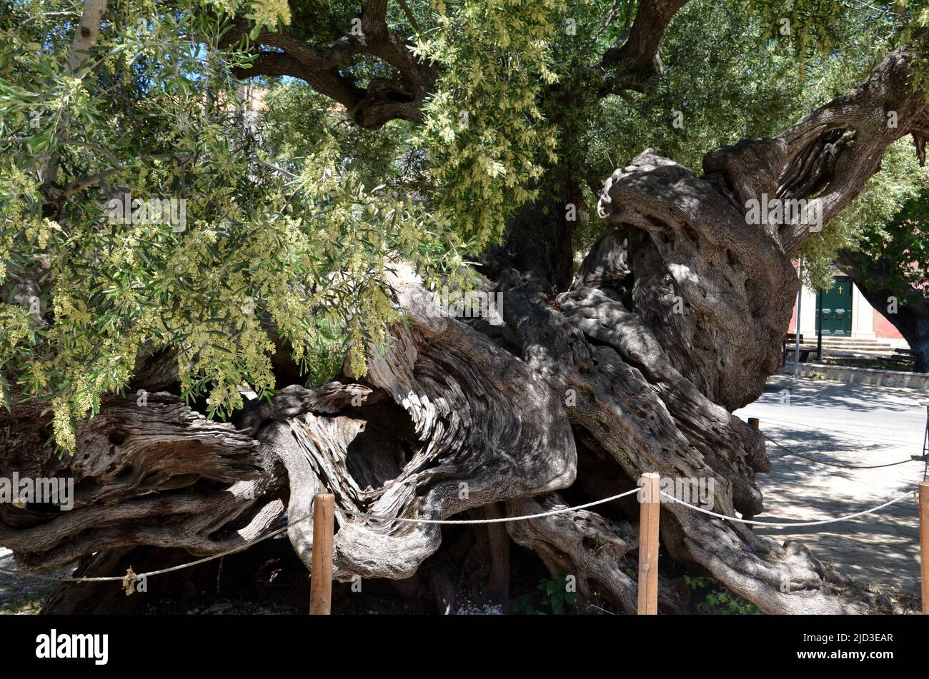 Olivo molto vecchio nel villaggio Exo Chora sull'isola di Zante, grecia Foto Stock