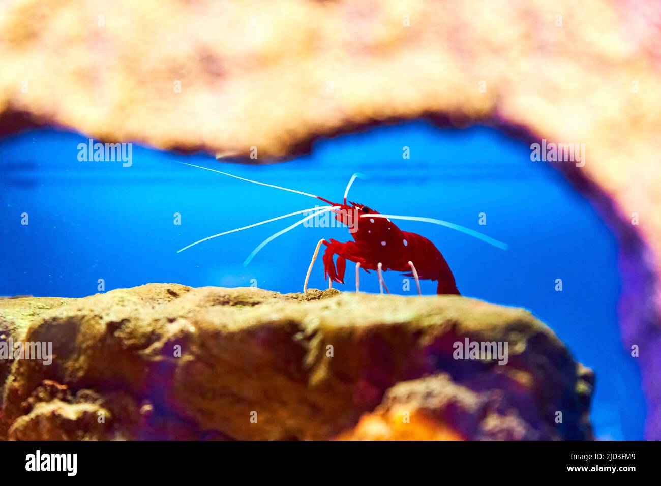 Gamberi di mare nell'acquario. Abitanti del mondo sottomarino Foto Stock