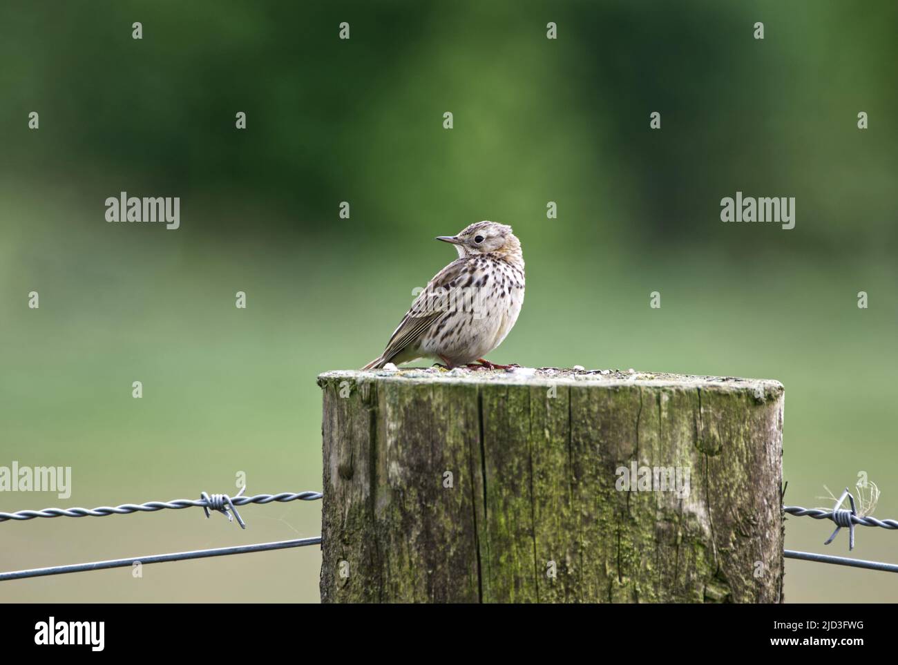 Pispola Foto Stock