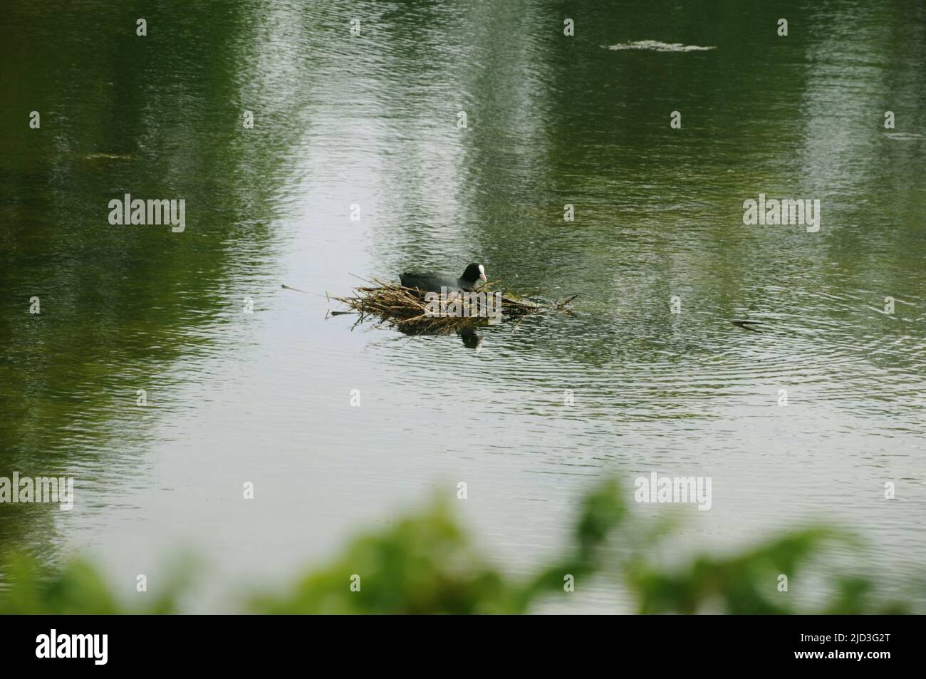 Copenaghen /Danimarca/16 Giugno 2022 / vita selvaggia uccello piccolo fatto nast in midlle del lago in danese cpital. (Foto..Francis Joseph Dean/Deanpictures). Foto Stock