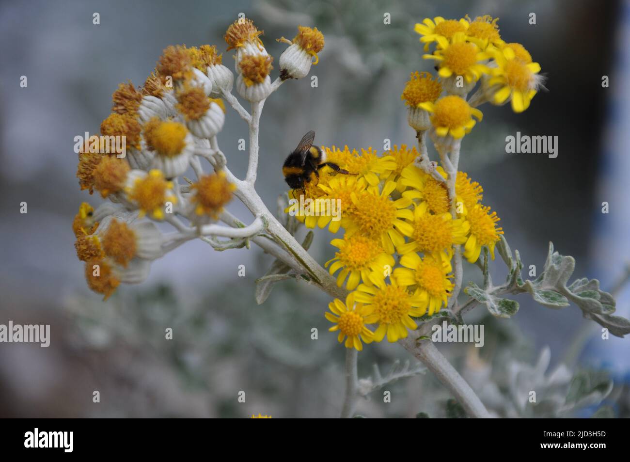 Bumble ape godendo il ragwort d'Argento (Jacobaea maritima).Bee arroccato su fiore giallo con sfondo verde foglie Foto Stock
