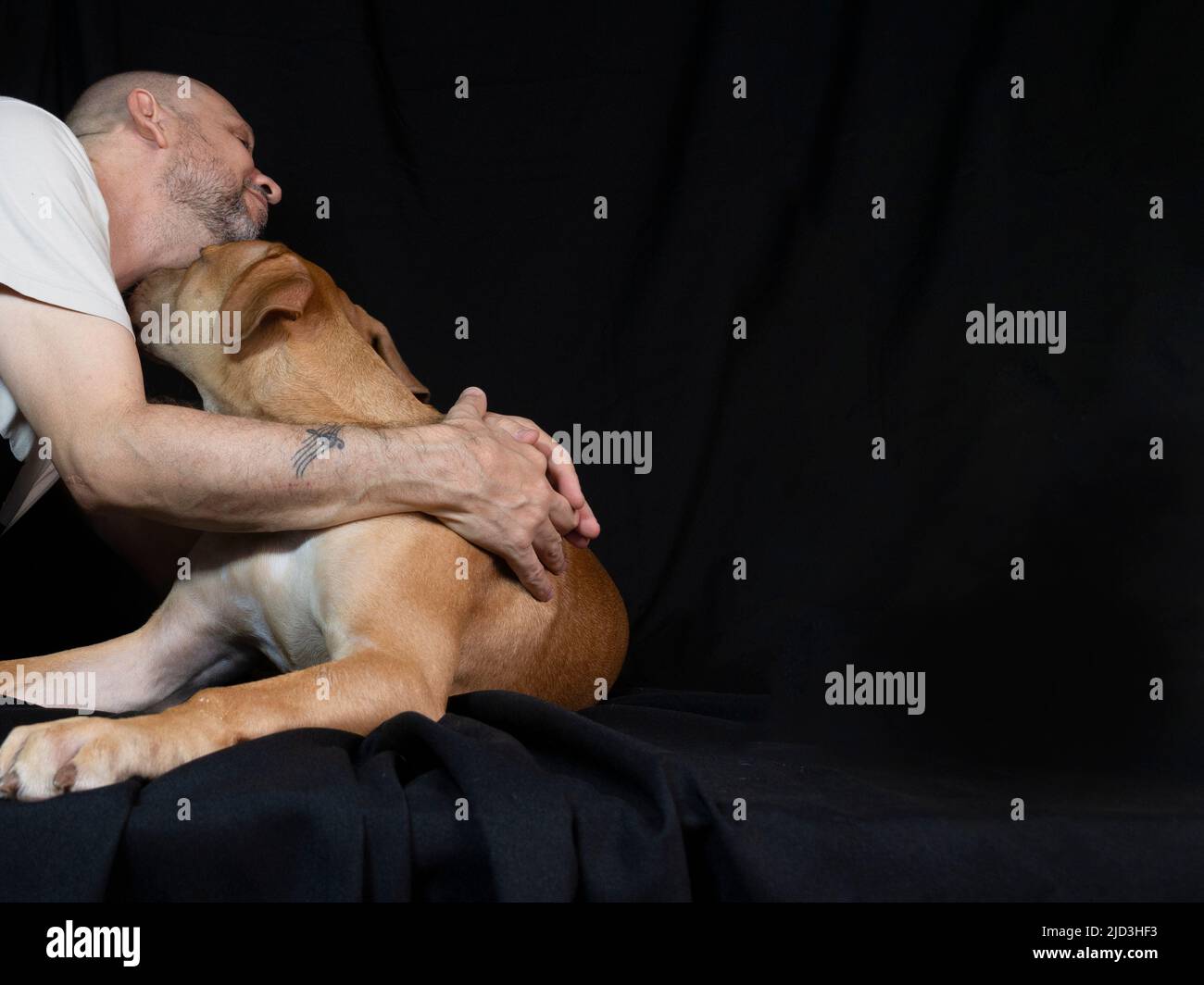 Ritratto di un cane pitbull accarezzando il suo proprietario su sfondo nero. Città di Salvador, Bahia, Brasile. Foto Stock