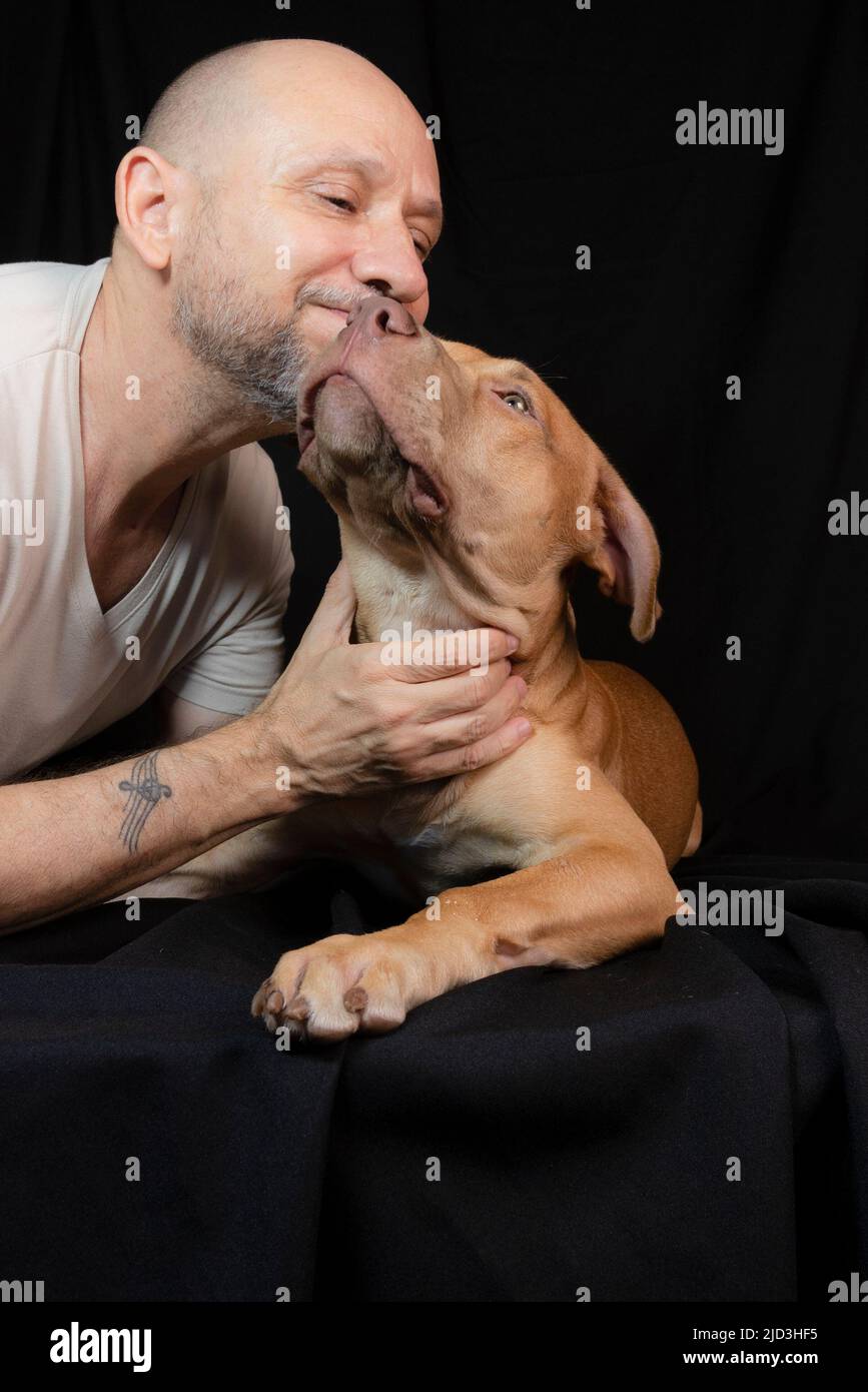 Ritratto di un cane pitbull accarezzando il suo proprietario su sfondo nero. Città di Salvador, Bahia, Brasile. Foto Stock