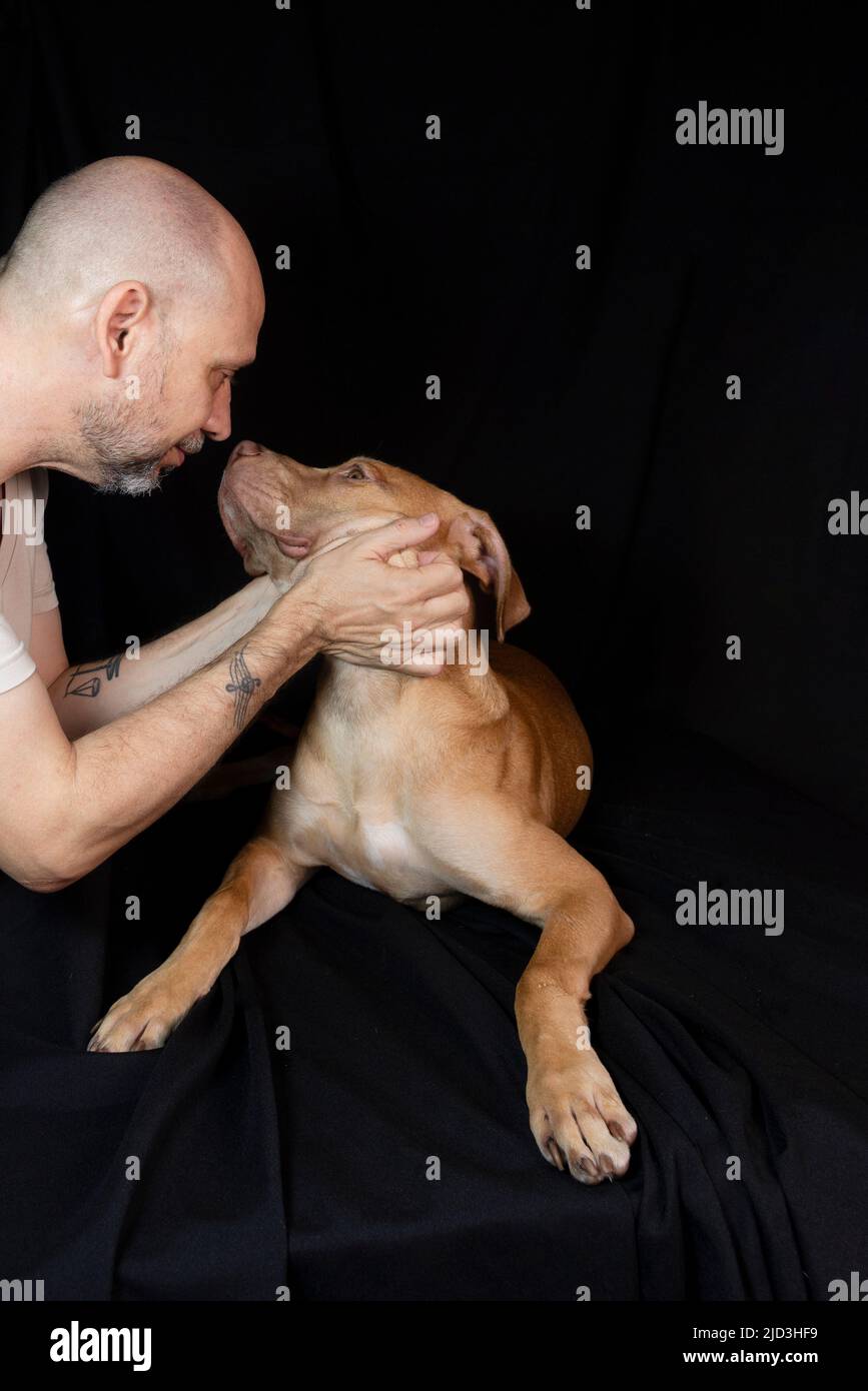 Ritratto di un cane pitbull accarezzando il suo proprietario su sfondo nero. Città di Salvador, Bahia, Brasile. Foto Stock