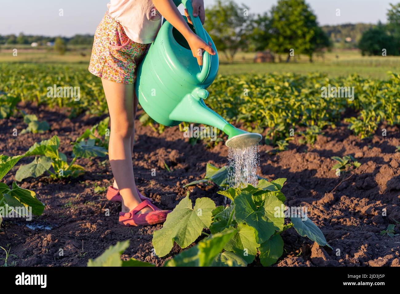 Una bambina che innaffia i letti nel giardino da un annaffiatoio di plastica Foto Stock