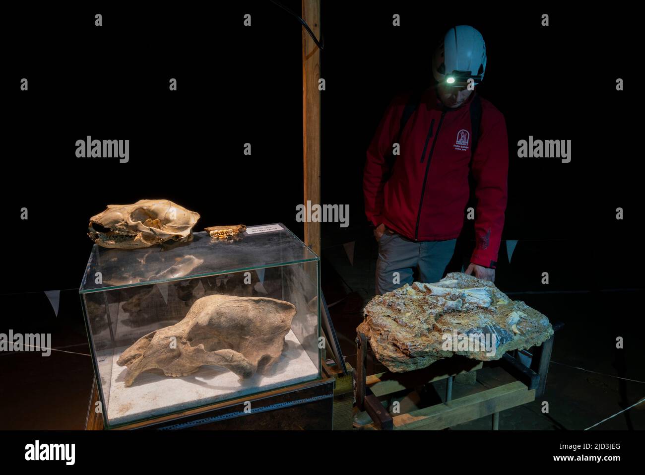 Cranio di un orso della grotta e di un orso bruno europeo (Ursus arctos), Grotta di Krizna Jama, Grotta della Croce, Grahovo, Slovenia. Foto Stock