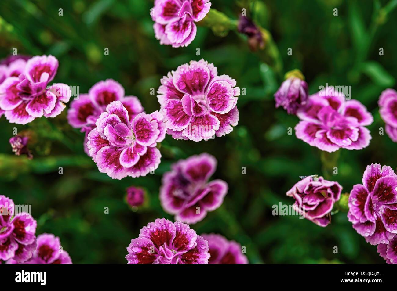 Macroscopio di garofani rosa vibranti (Dianthus caryophyllus) con gocce d'acqua. Foto Stock