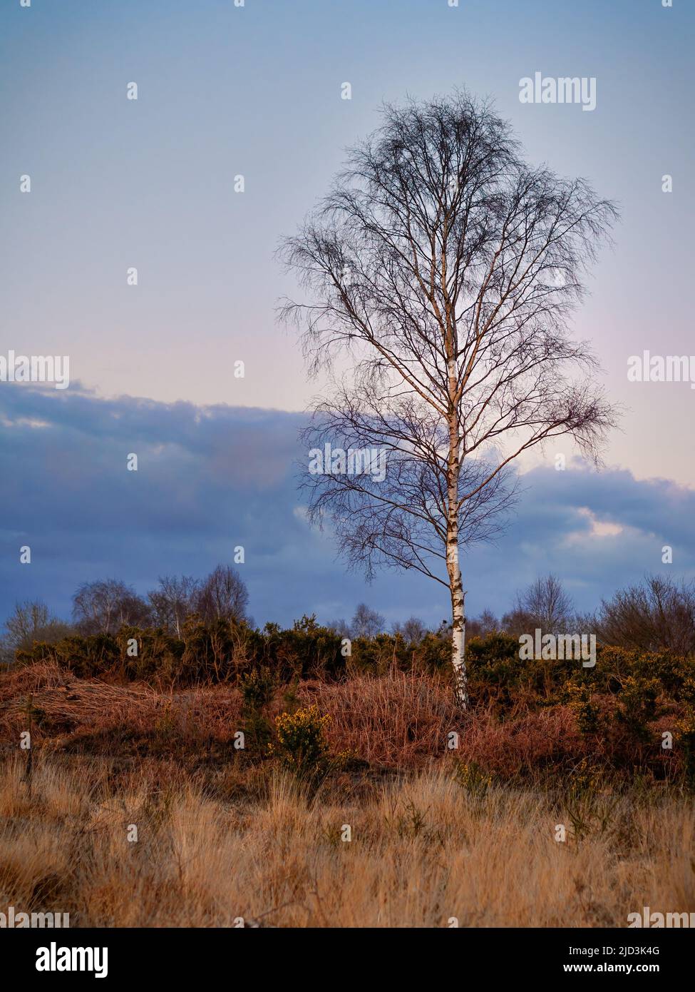 Una betulla d'argento solita cattura la luce del tramonto Foto Stock