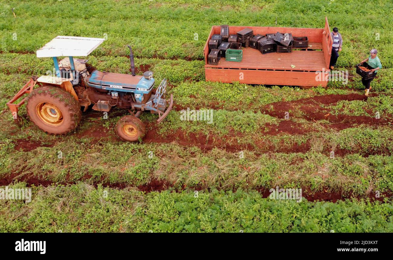 CAMPO Mourão, PR - 17.06.2022: COLHEITA DE HORTALICAS NO INTERIOR DO PR - vendemmia vegetale in campo Mourão, nella regione Midwest di Paraná. Nella foto, la raccolta delle carote. (Foto: Dirceu Portogallo/Fotoarena) Foto Stock