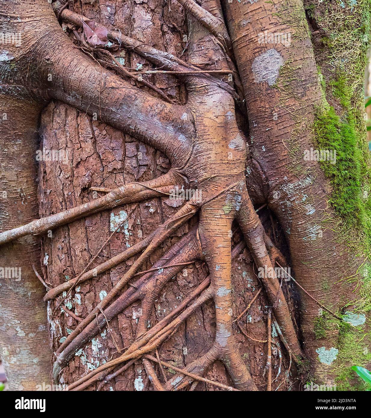 Radici di un fico sconosciuto (Ficus sp.) occupa un albero nel Parco Nazionale di Tanjung Puting, Kalimantan, Indobnesia. Foto Stock