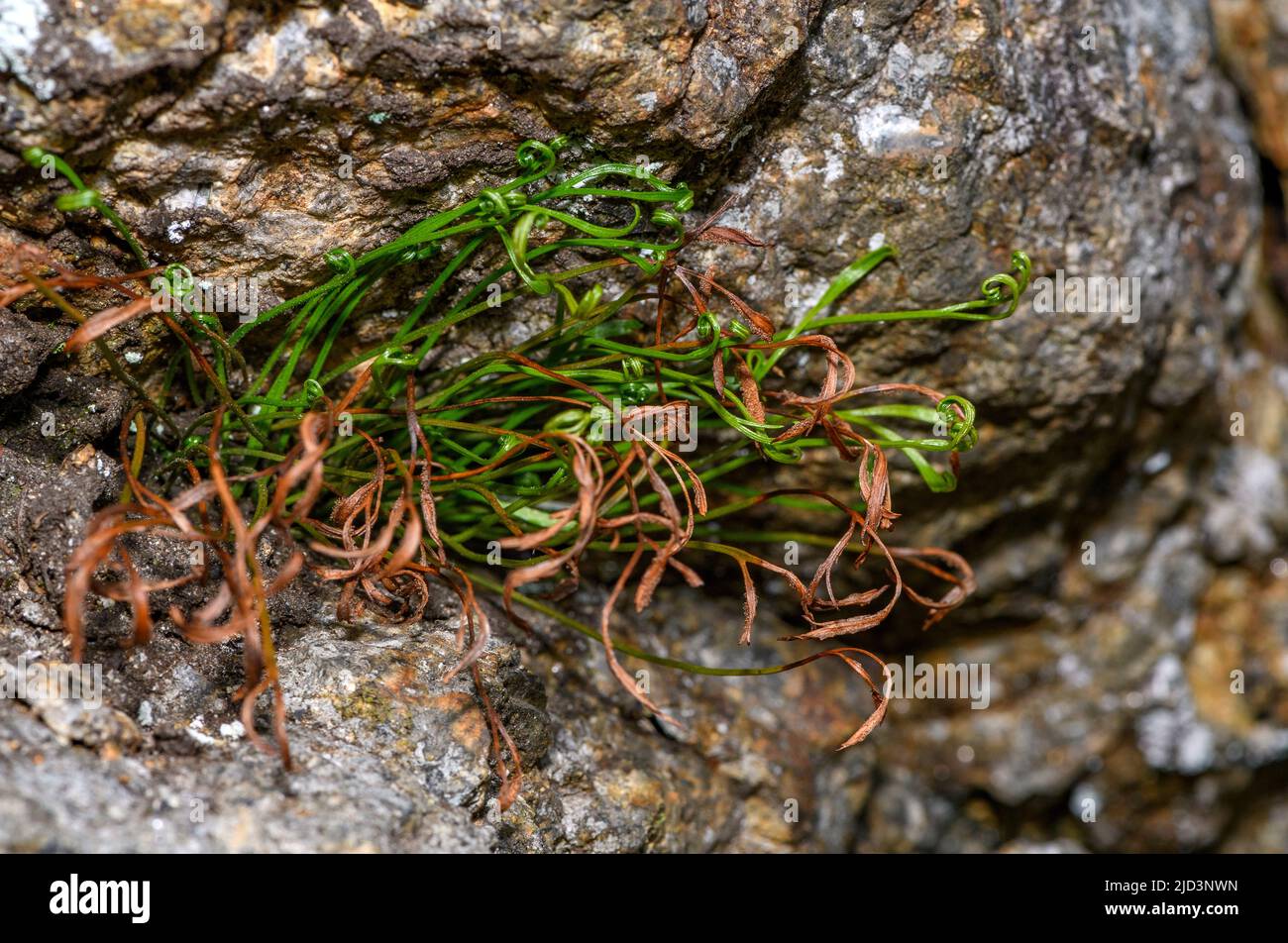 La milza settentrionale (Asplenium septentrionale) di HIDRA, Norvegia sud-occidentale nel mese di maggio. Foto Stock