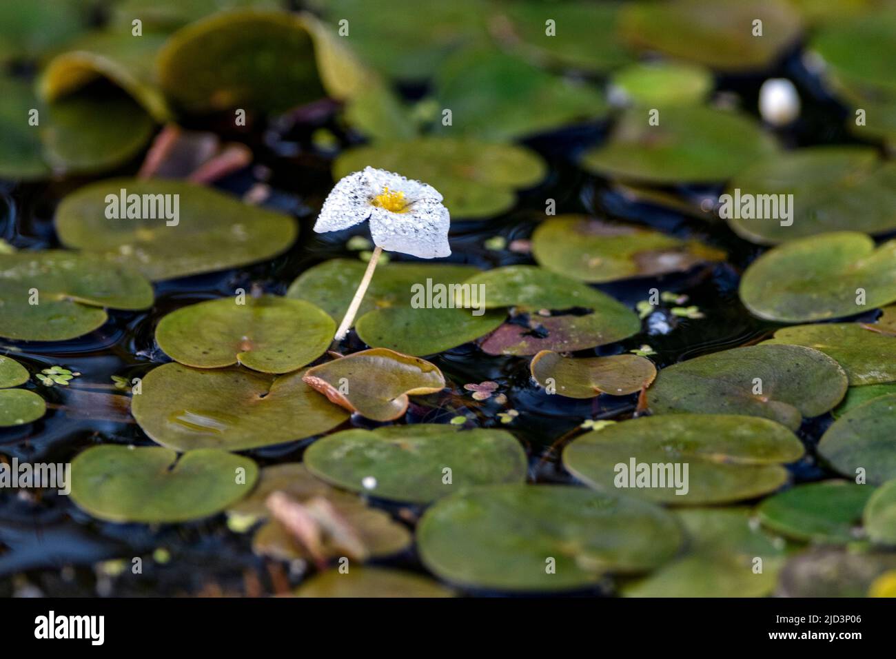 Comune frogbit (Hydrocharis morsus-ranae) da Vejlerne, Danimarca settentrionale nel mese di agosto. Foto Stock