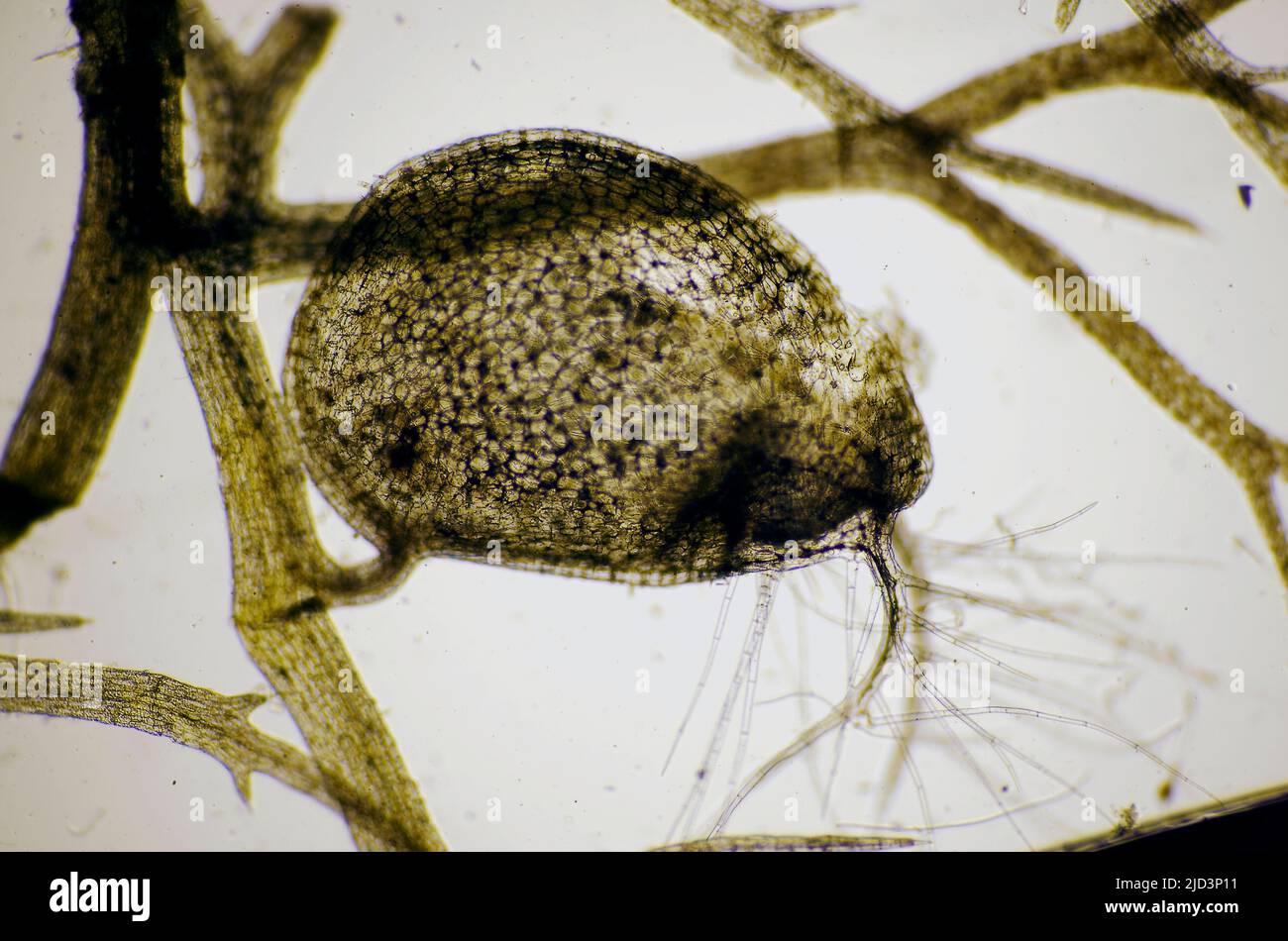 Trappola vescicale dell'angiosperma Bladderworts, Utricularia sp. La camera d'aria è di circa 0,3 x 0,2 mm. 40x sul piano della pellicola. Da sud-ovest Foto Stock