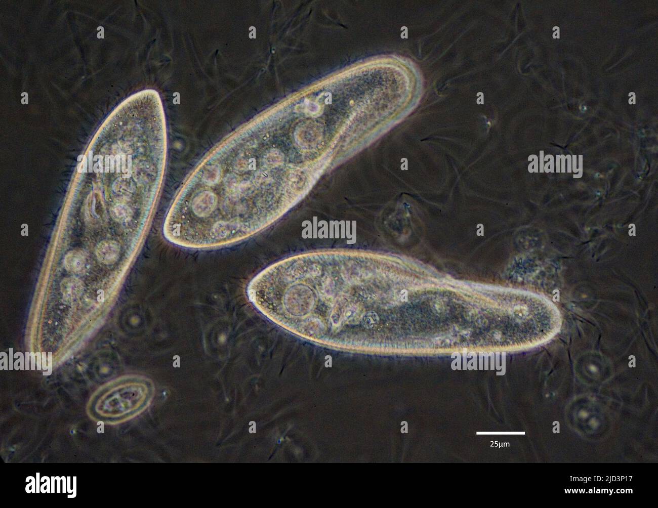 Ciliati, probabilmente Paramecium sp. Foto Stock