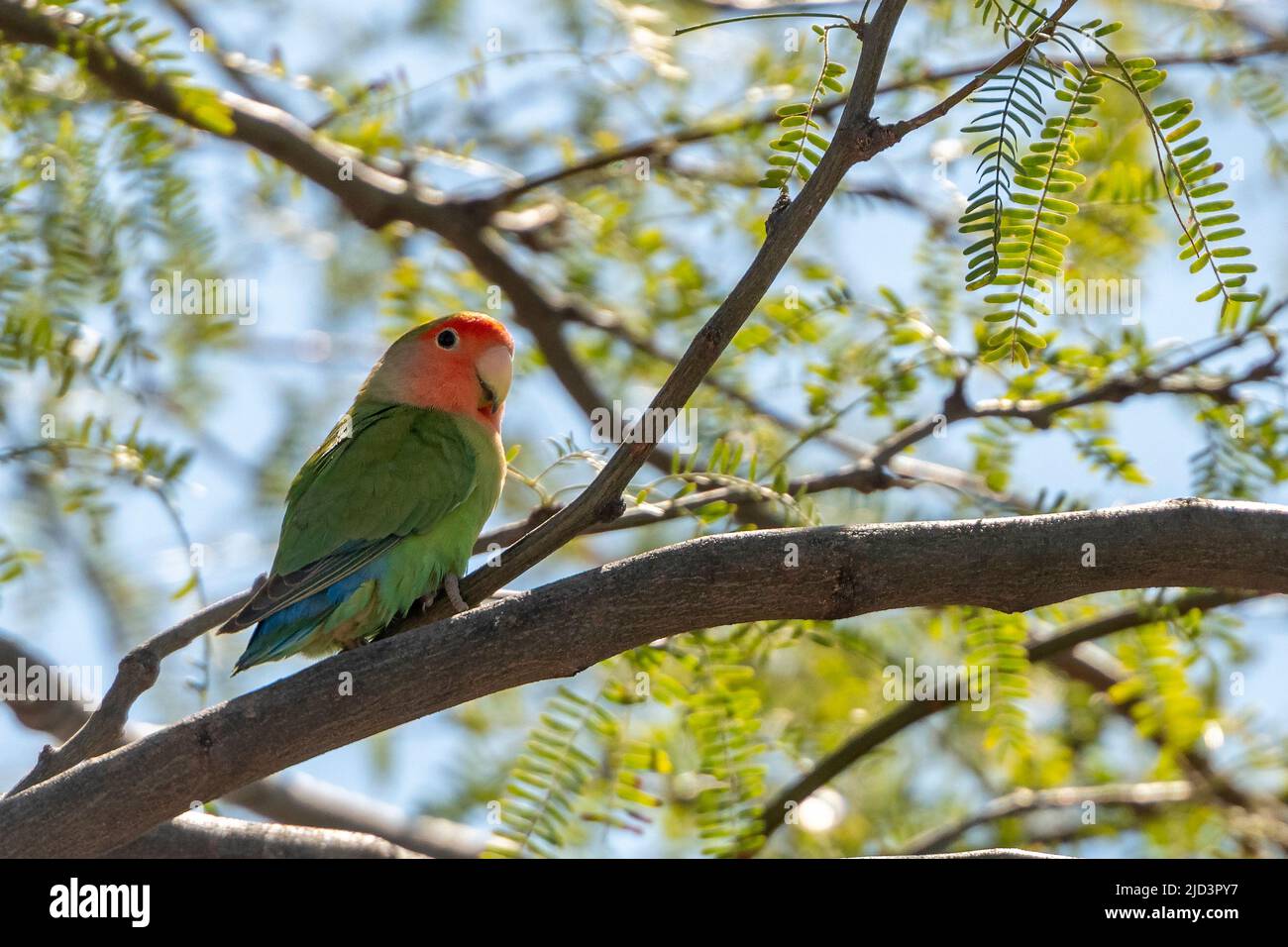 L'uccello d'amore di fronte rosato (Agapornis roseicollis). Foto da Phoenix, Arizona (USA), dove è stata una popolazione proveniente da uccelli rapiti fuggiti Foto Stock