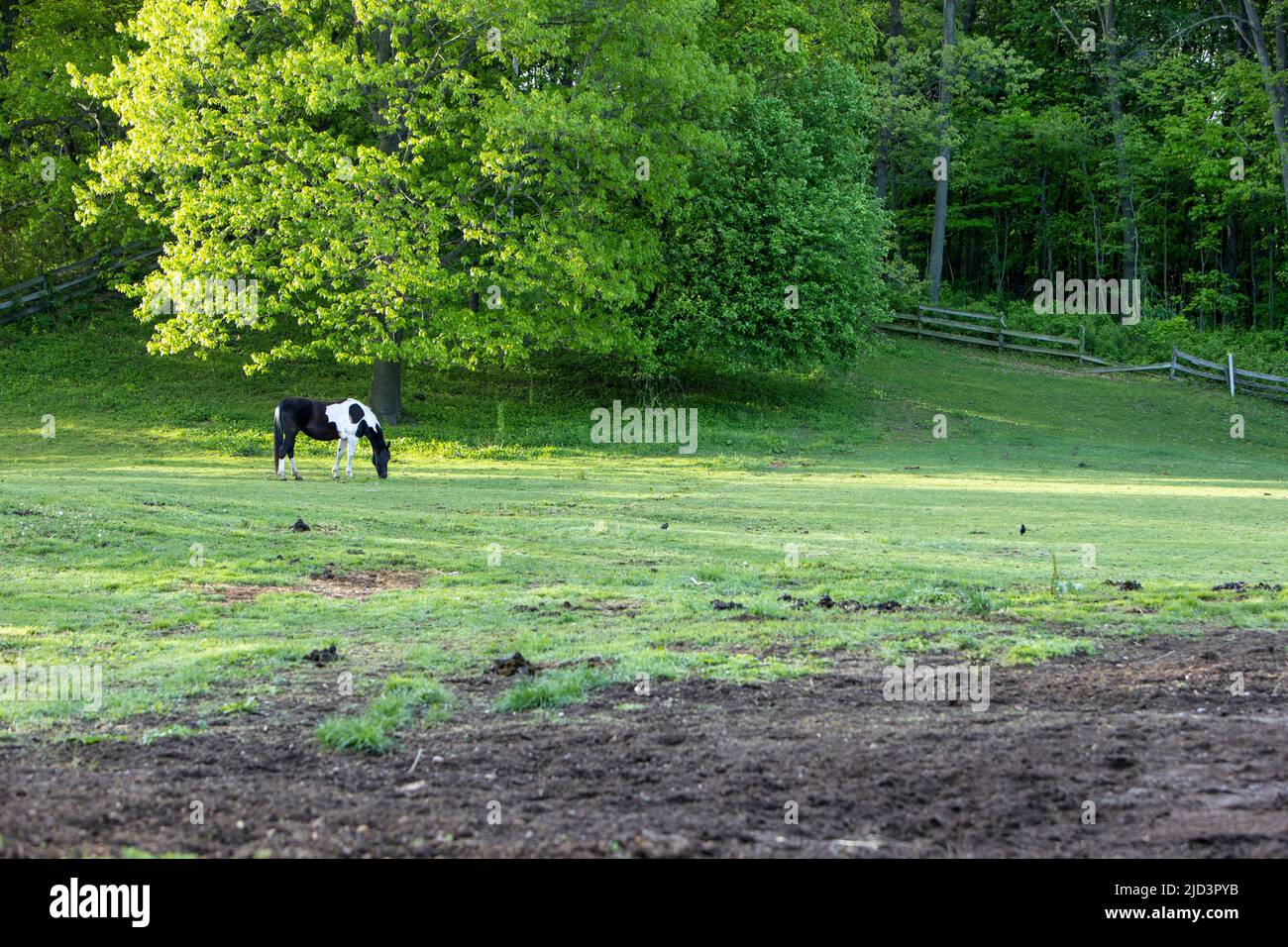 Un cavallo da solo in un pascolo. Foto Stock