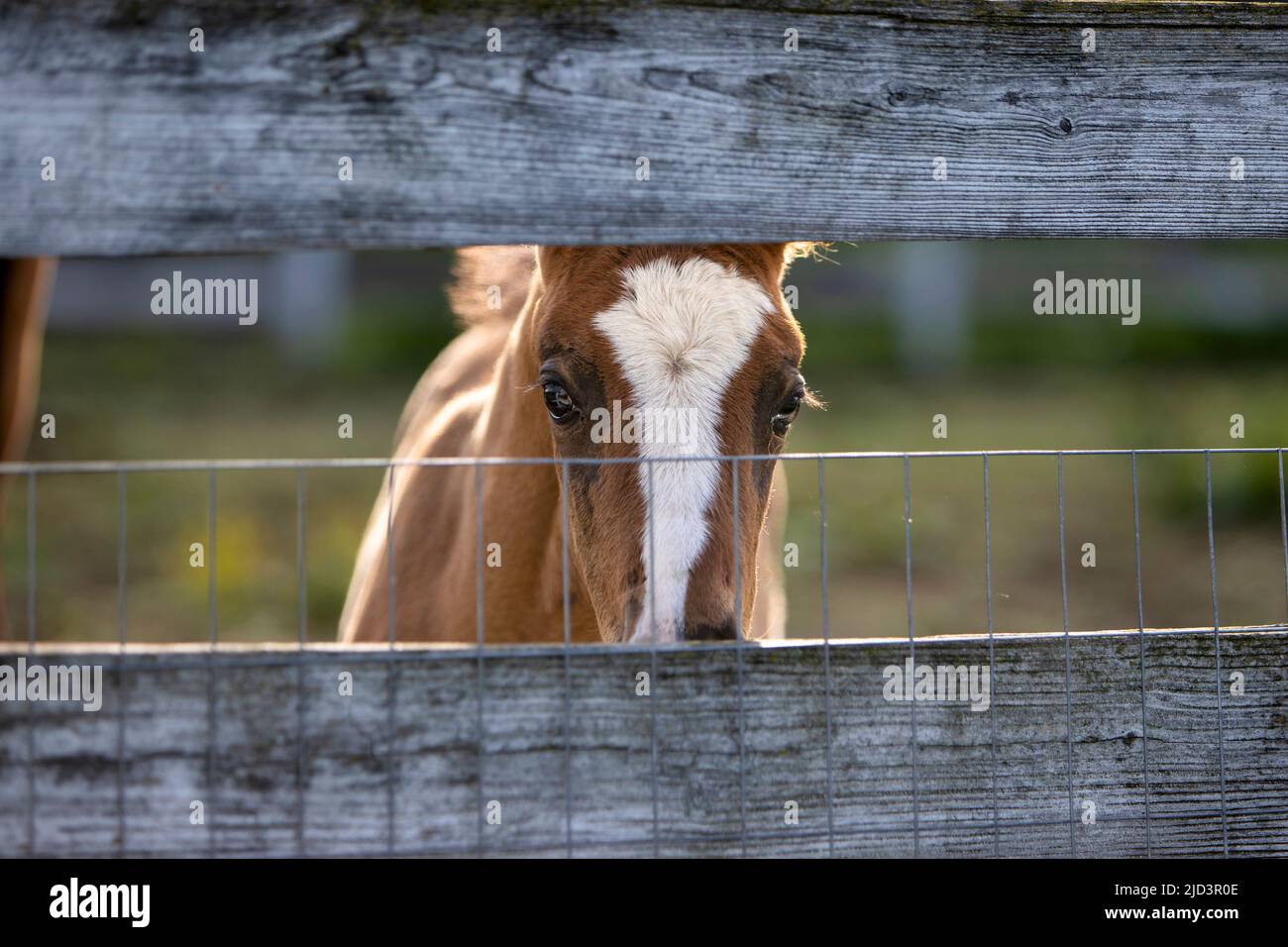 Un nemico che guarda attraverso una recinzione in una fattoria di cavalli. Foto Stock