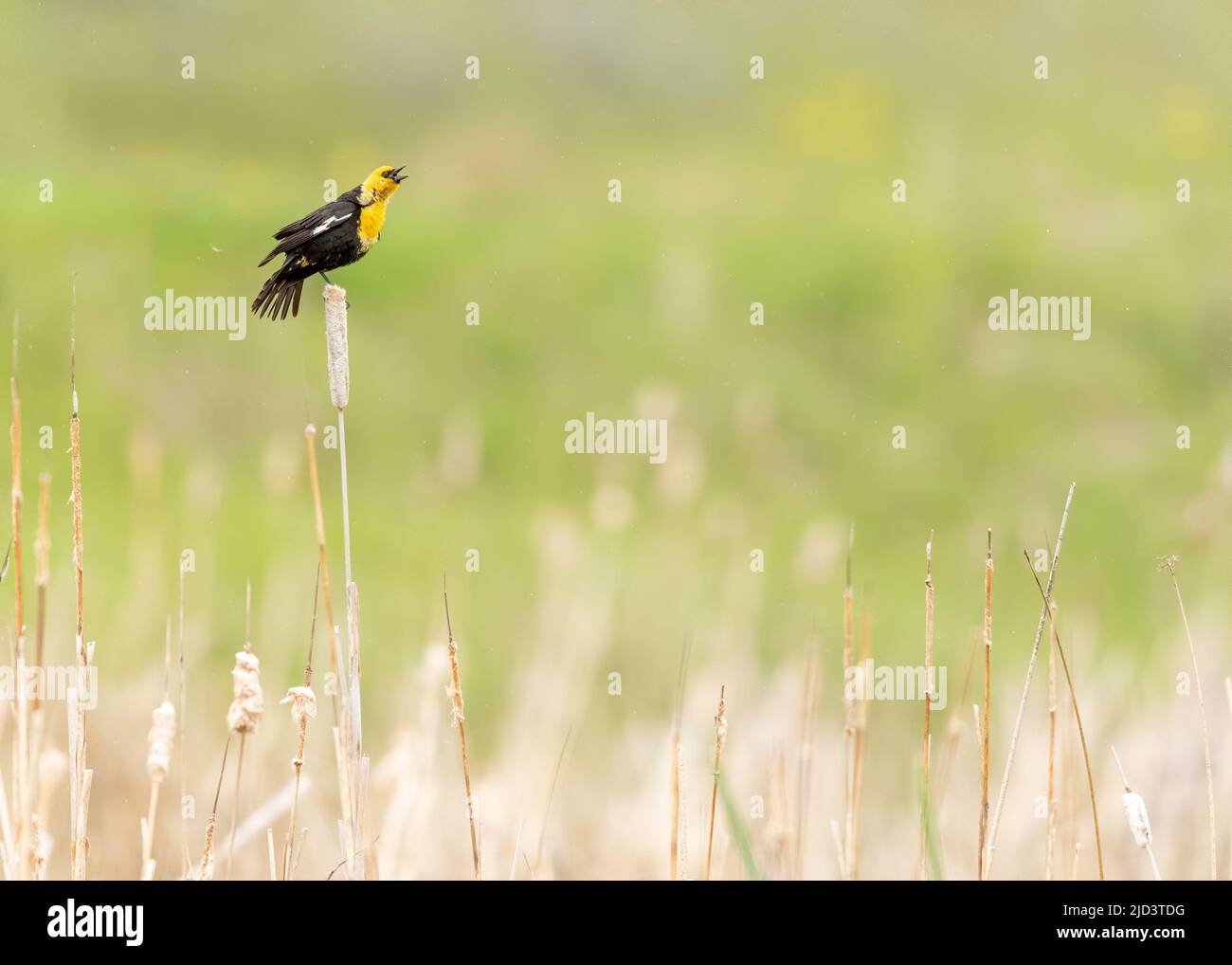 Blackbird di testa gialla (Xanthocephalus xanthocephalus), canta su cattails Foto Stock