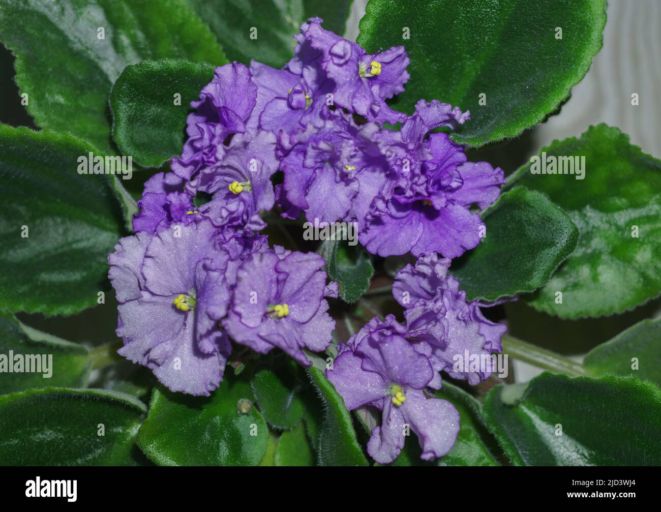 Vaso di fiori di viola fiorente viola africano violetti .Saintpaulia Foto Stock