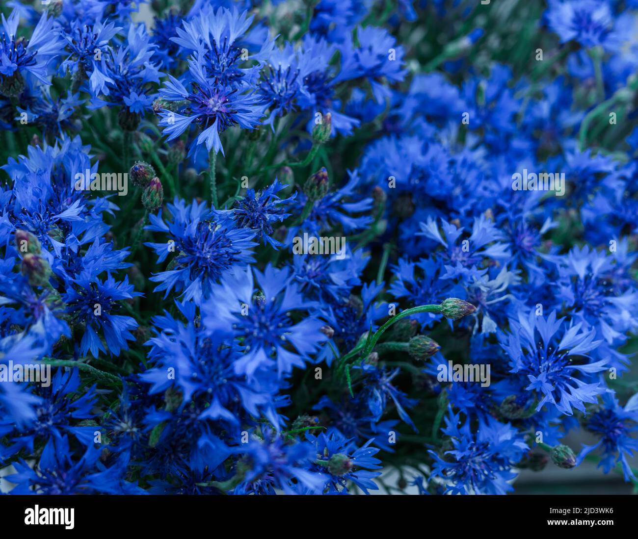 Bei fiori di cornflowers in un bouquet enorme Foto Stock